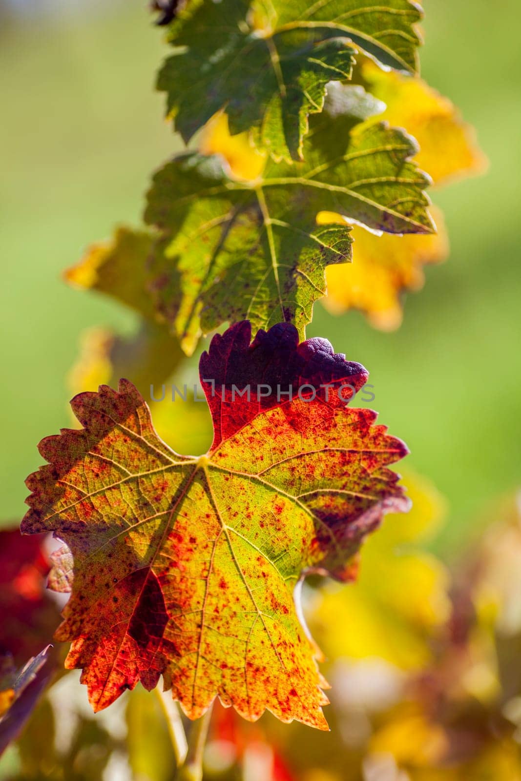 Leaves of grapevines turn vibrant colors in the Fall