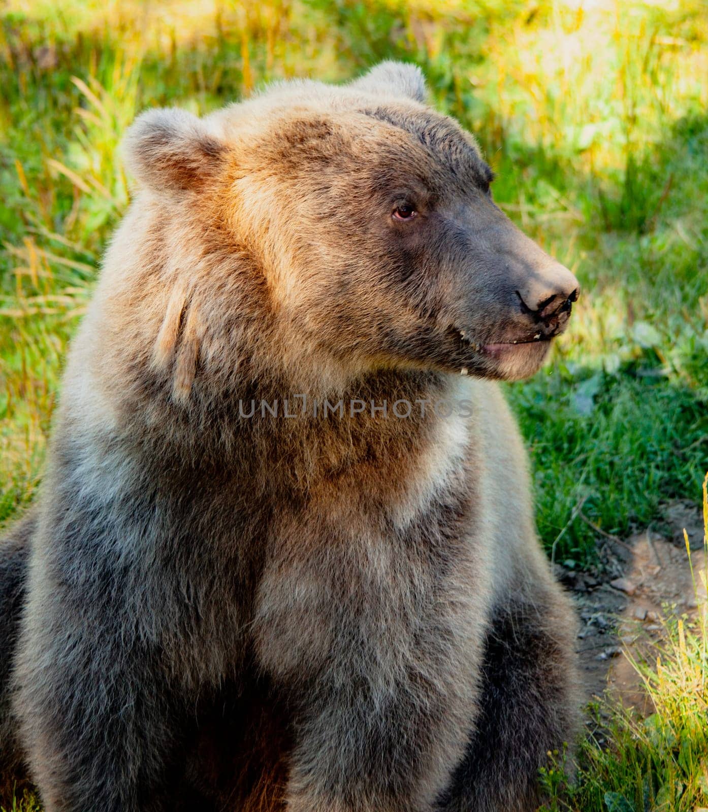 Grizzly Bear posing at Kroschel Films Wildlife Center, in Skagway, Alaska
