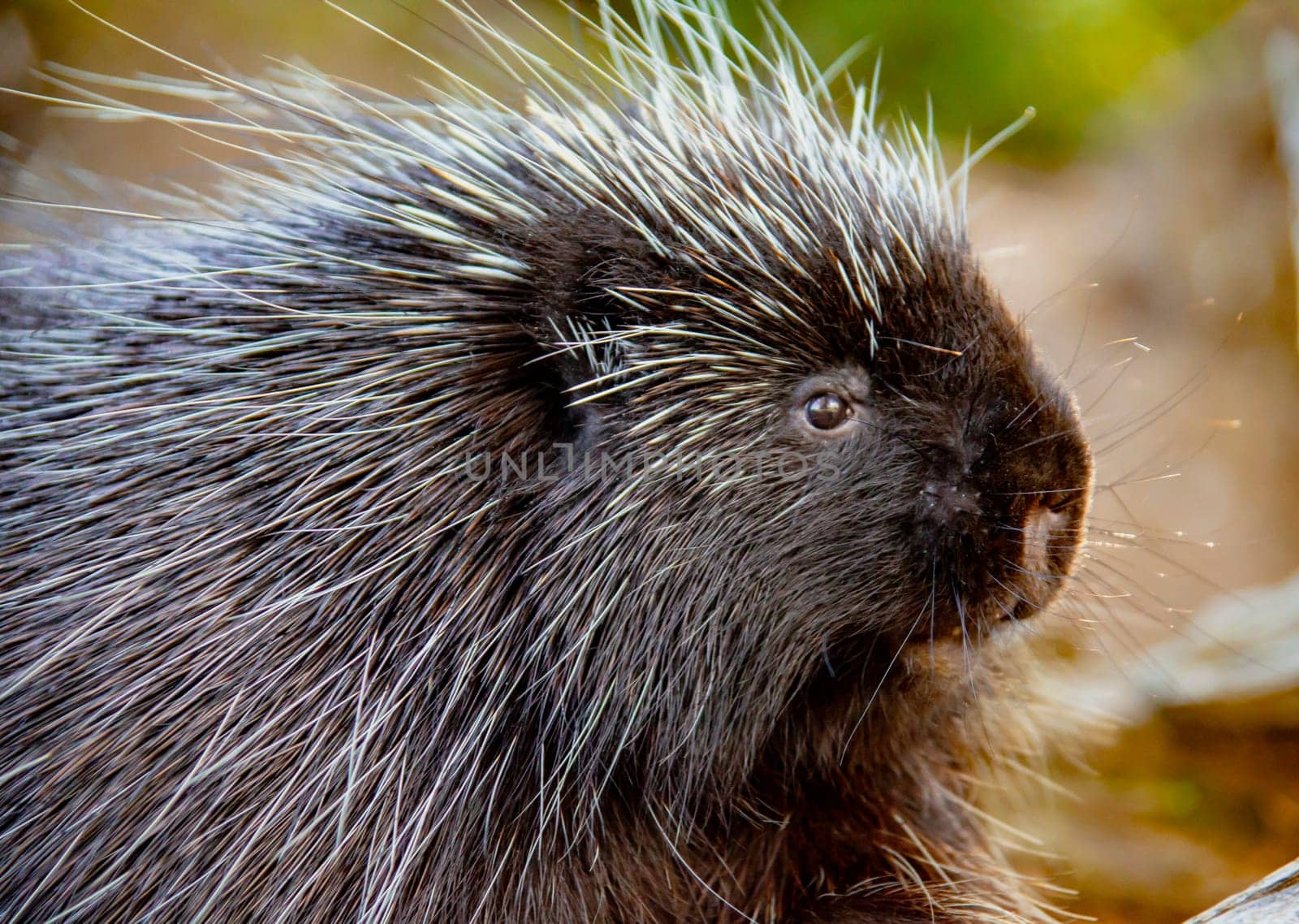 Close-up of porcupine at Kroscel Films Wildlife Center, in Skagway, Alaska