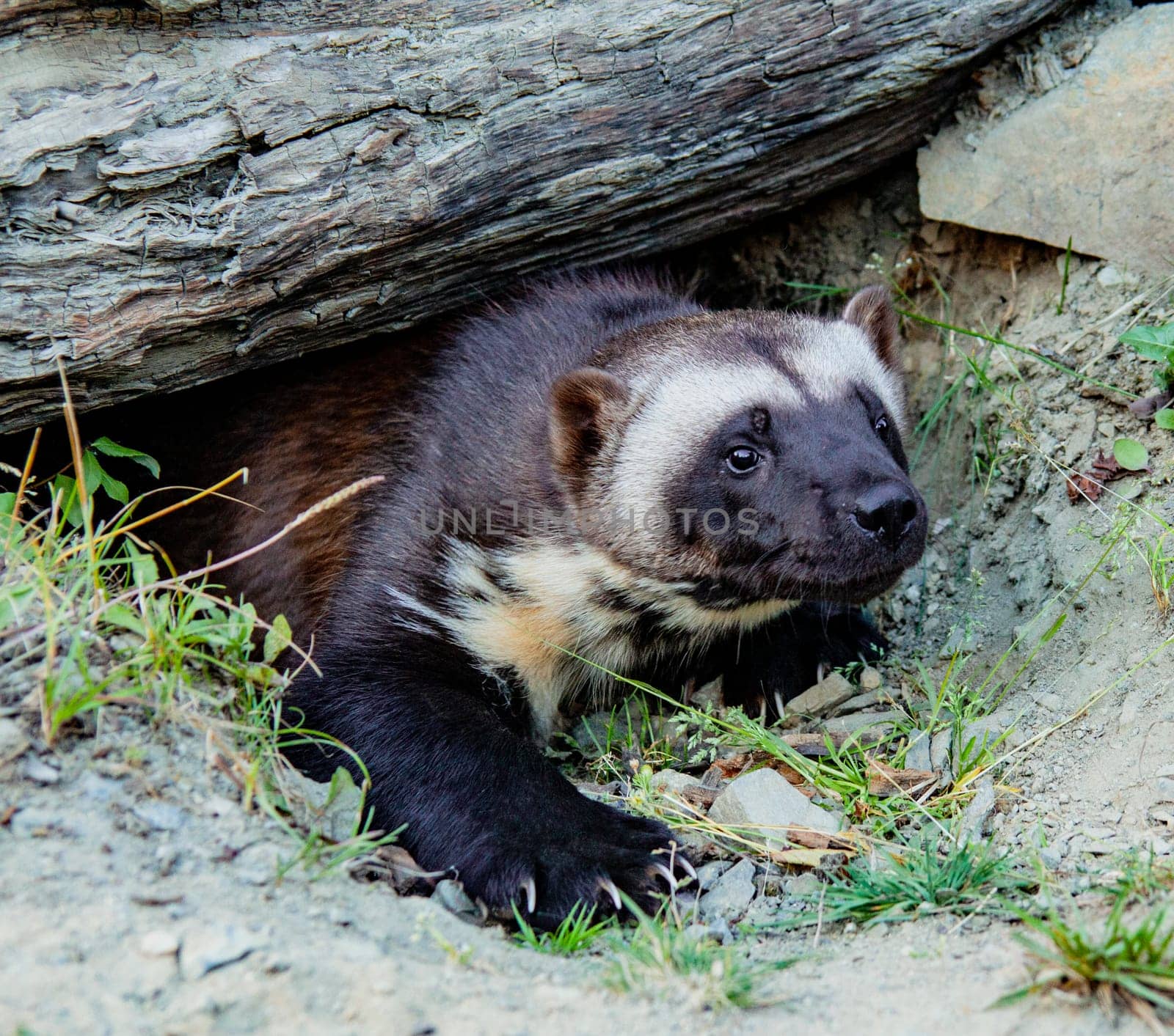 Wolverine Coming Out of Burrow at Kroschel Films Wildlife Center in Skagway, Alaska