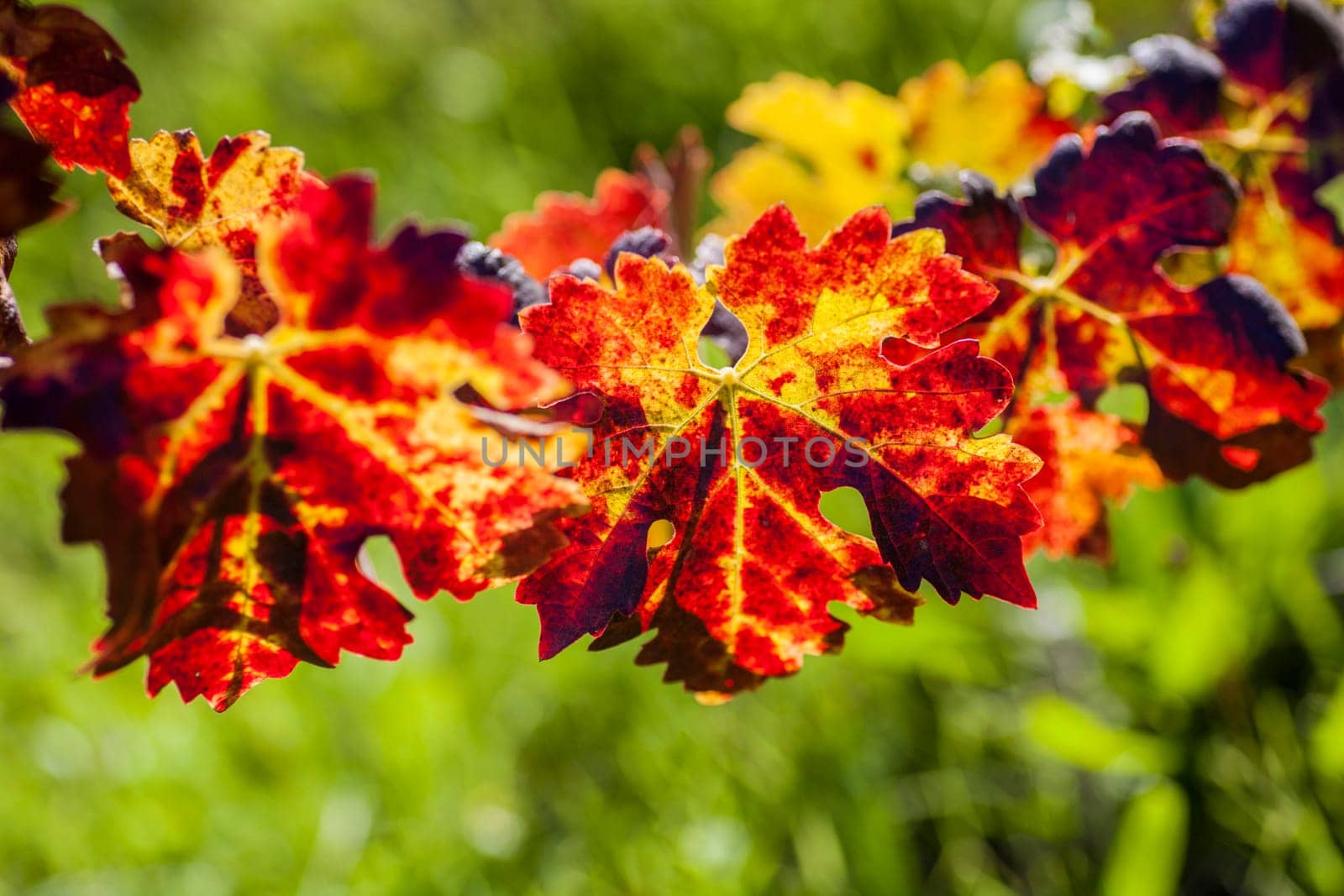 Leaves of grapevines turn vibrant colors in the Fall