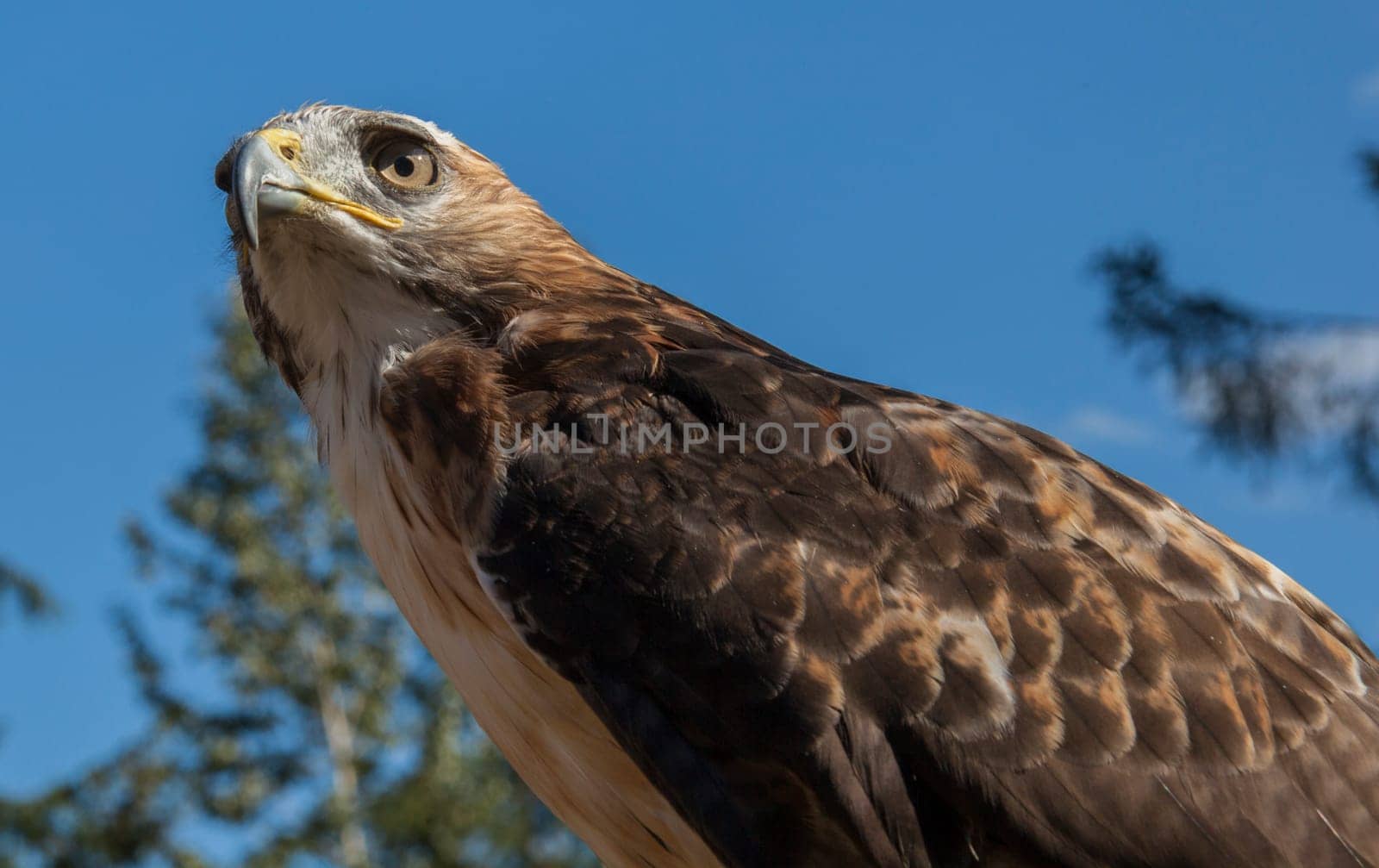 Red Tailed Hawk Staring at the Kroschel Films Wildlife Center, in Skagway, Alaska