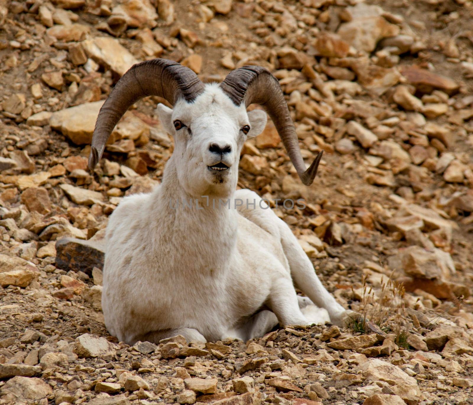 Bighorn Sheep in Denali National Park, Alaska