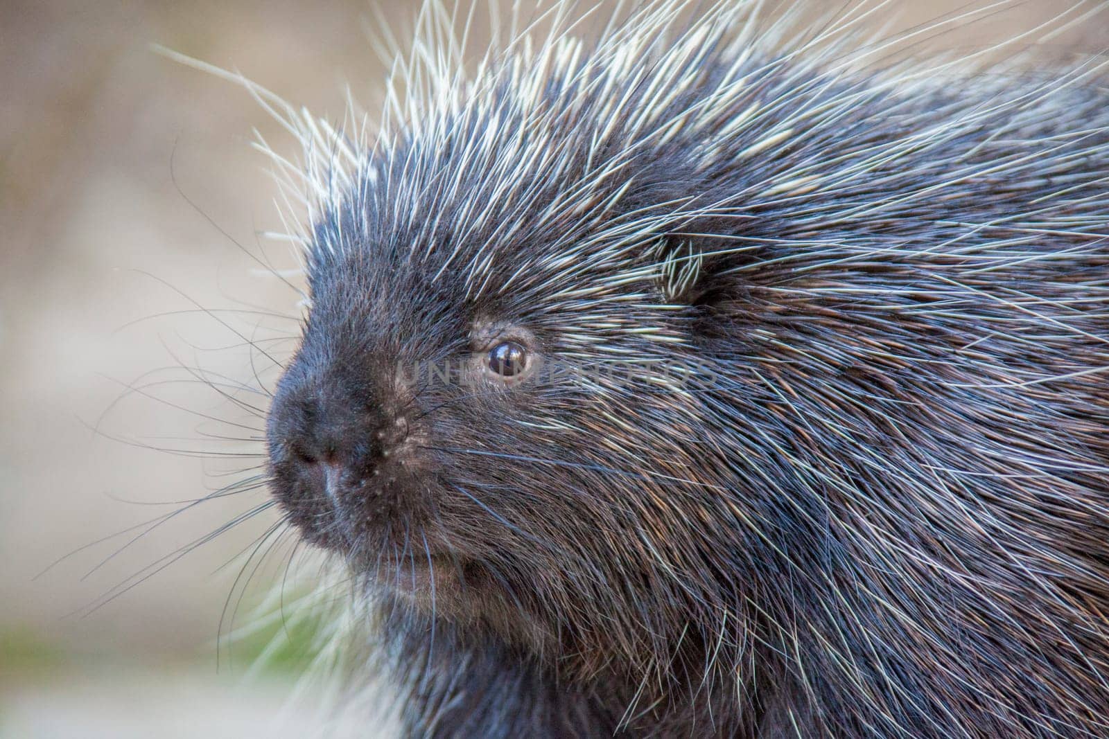 Close-up of porcupine at Kroscel Films Wildlife Center, in Skagway, Alaska