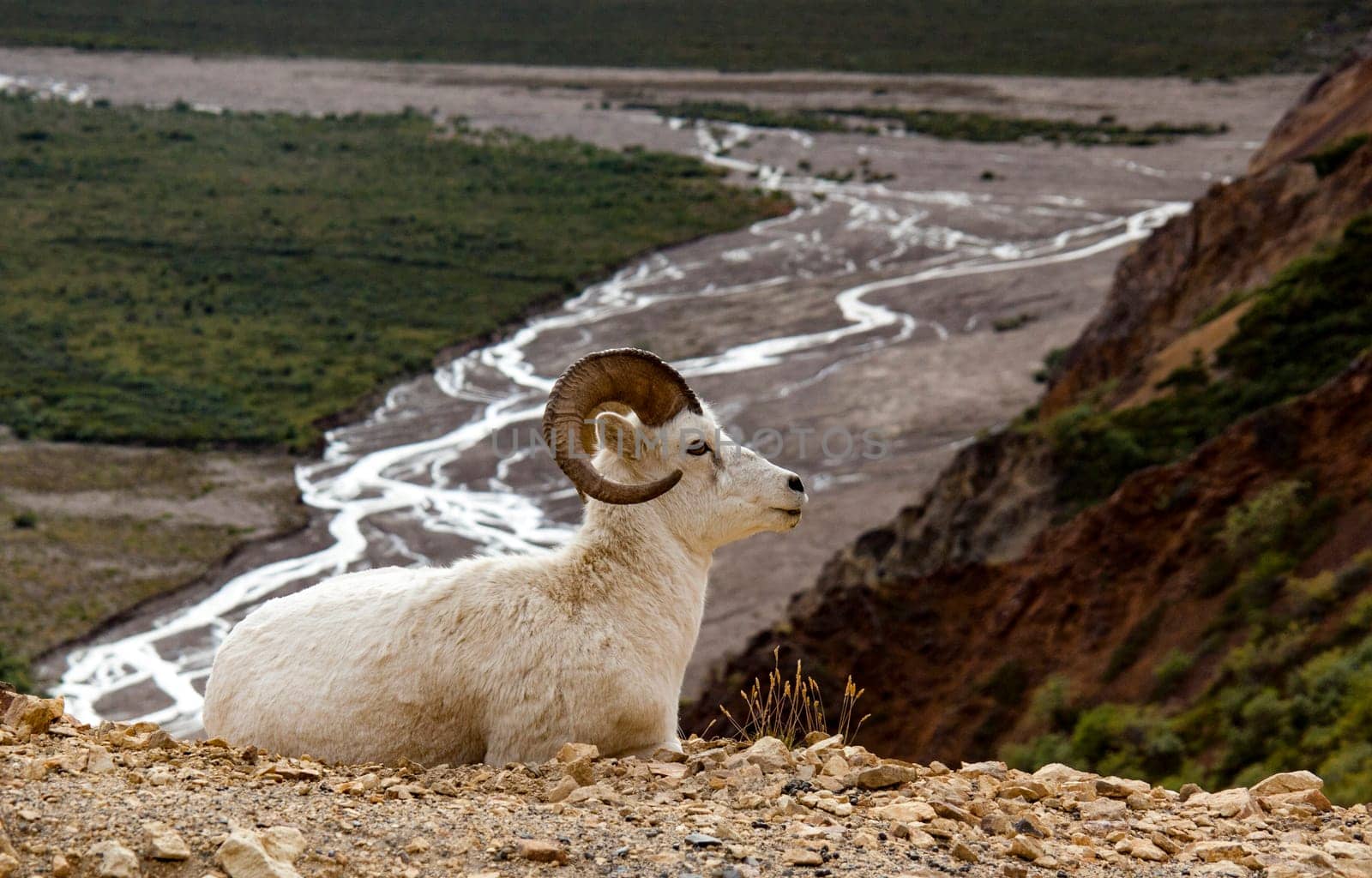 Bighorn Sheep in Denali National Park, Alaska