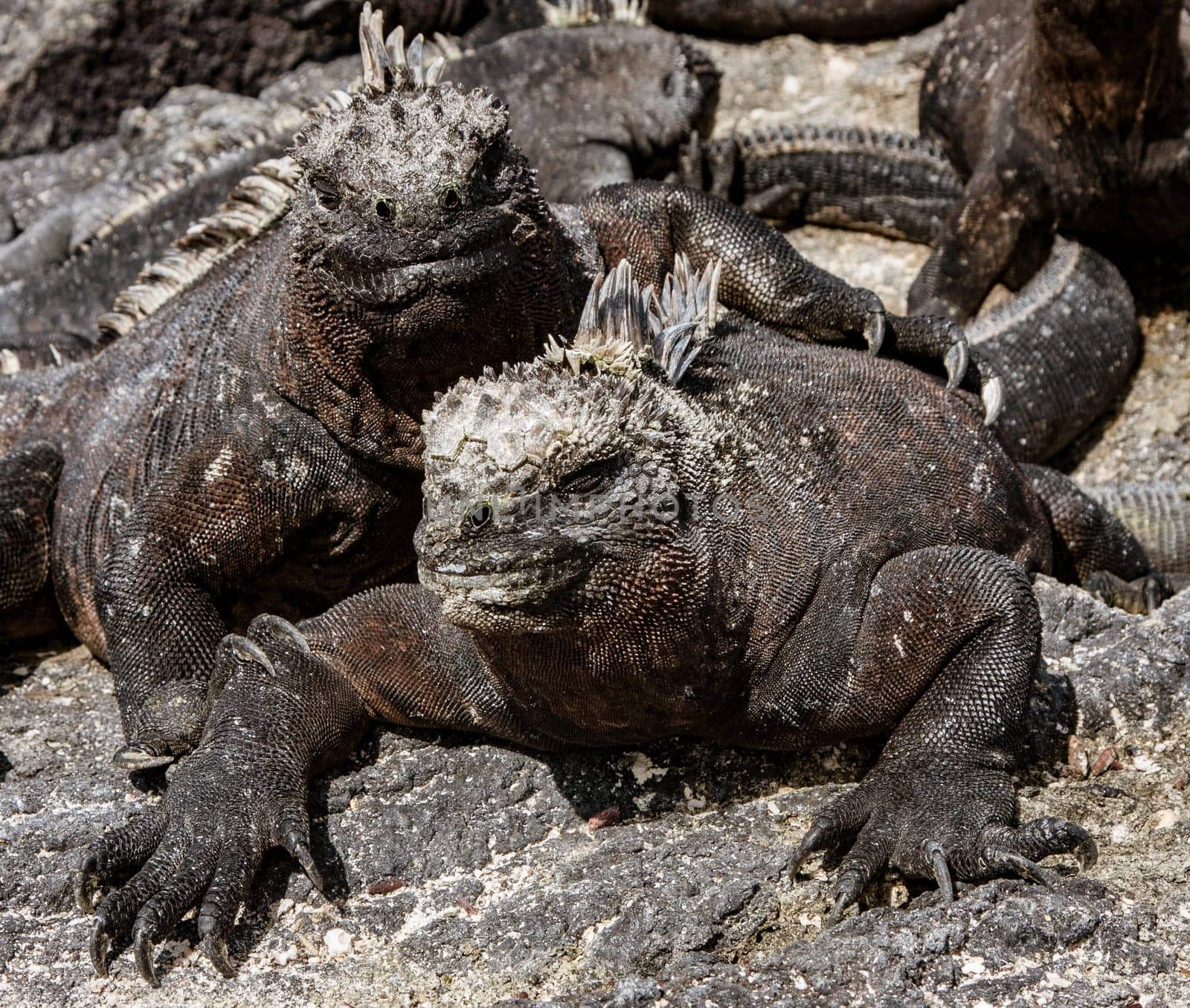 Salt deposits on marine iguanas  heads. Iguanas are continually spitting.