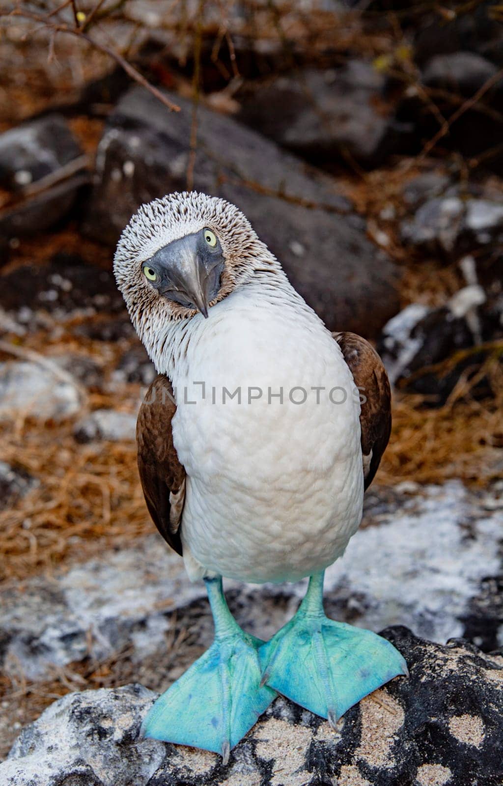 The Blue-footed Boobies  courtship dance.