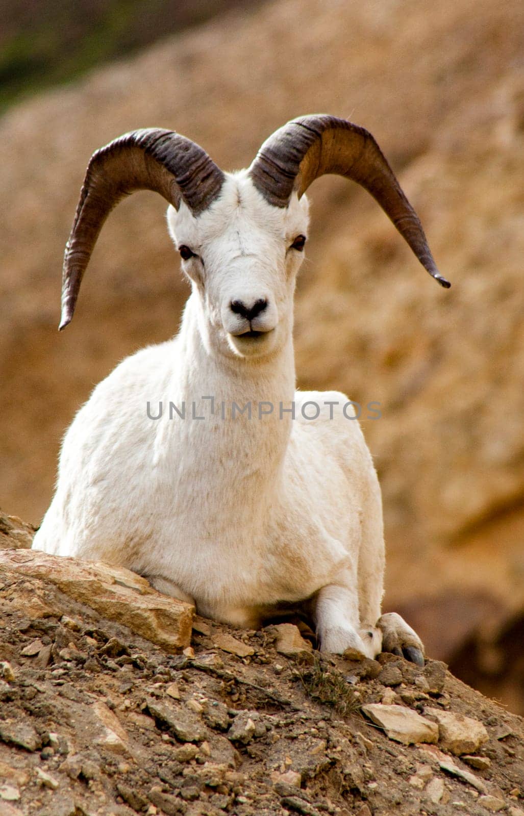 Bighorn Sheep in Denali National Park, Alaska