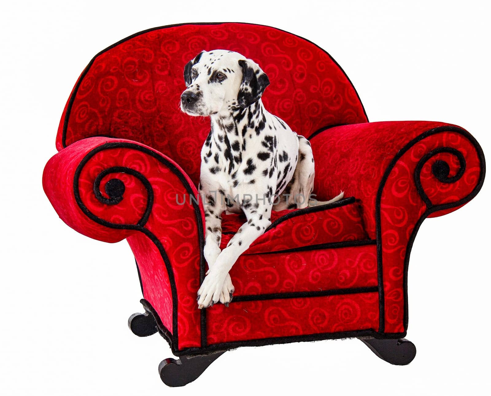 Dalmatian Sitting on Red Chair with white background