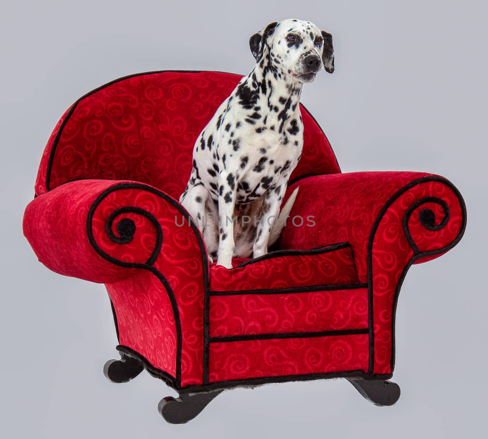 Dalmatian Standing on Red Chair with white background