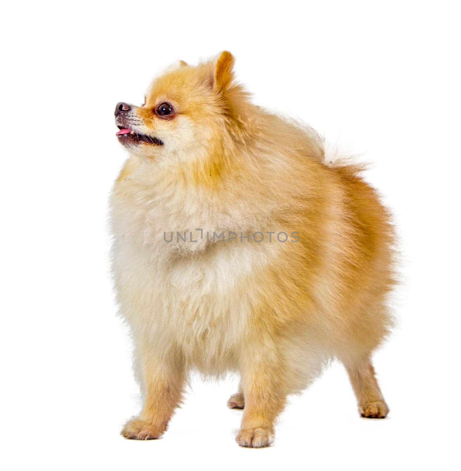 Pomeranian standing on white background