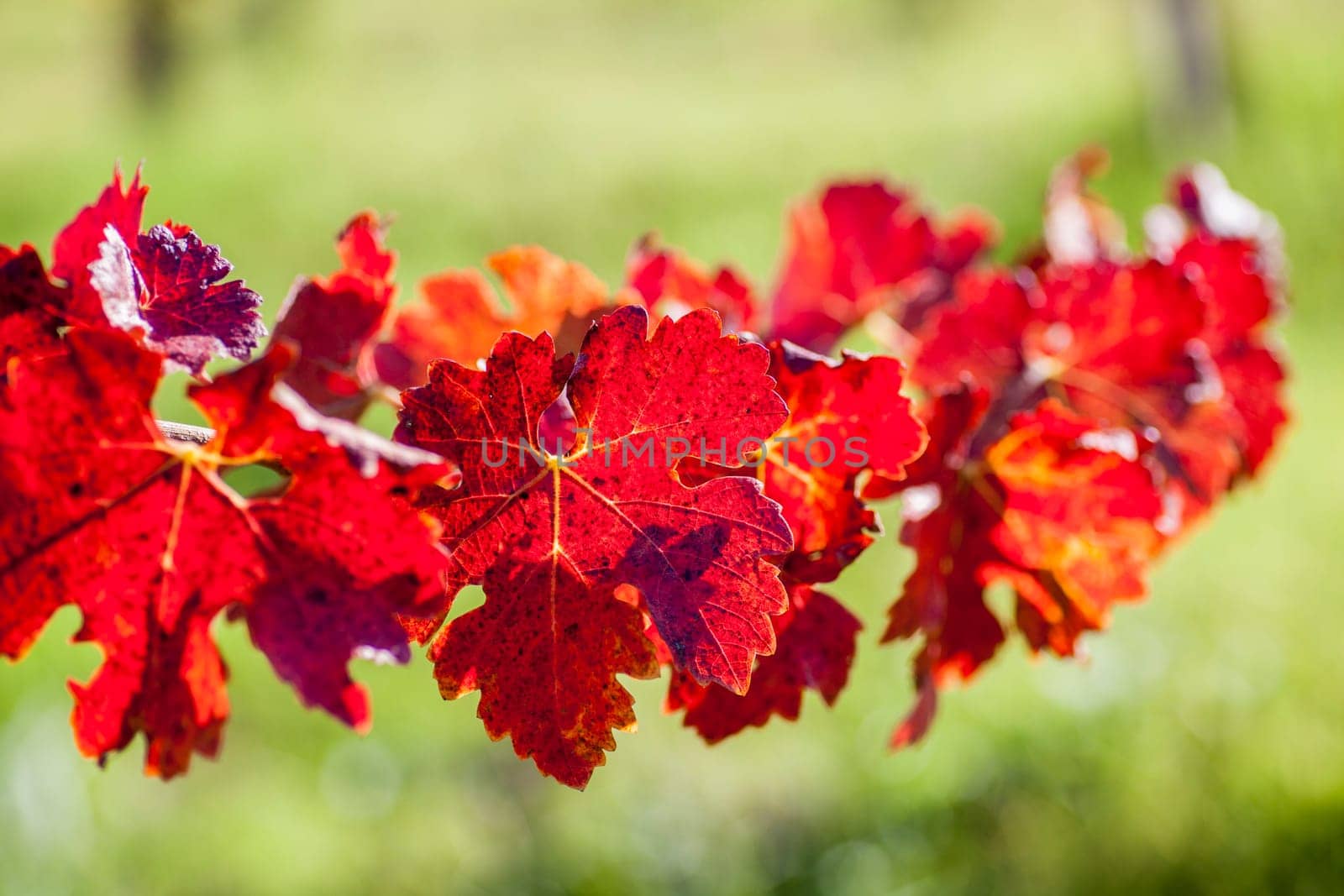 Leaves of grapevines turn vibrant colors in the Fall