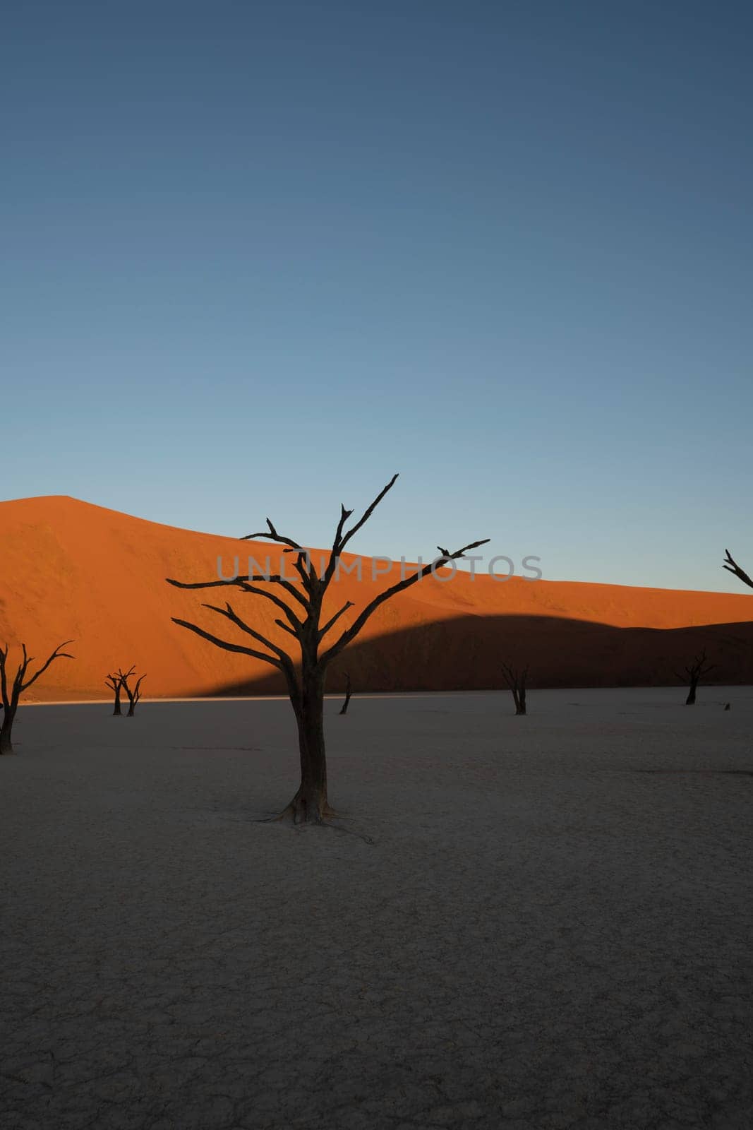 Dead camelthorn trees sitting in a salt pan in Deadvlie in Namibia