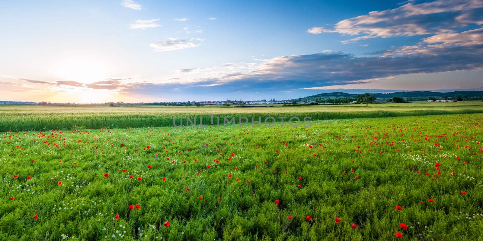 Sunrise at a small village in Burgenland with poppy flower field in front