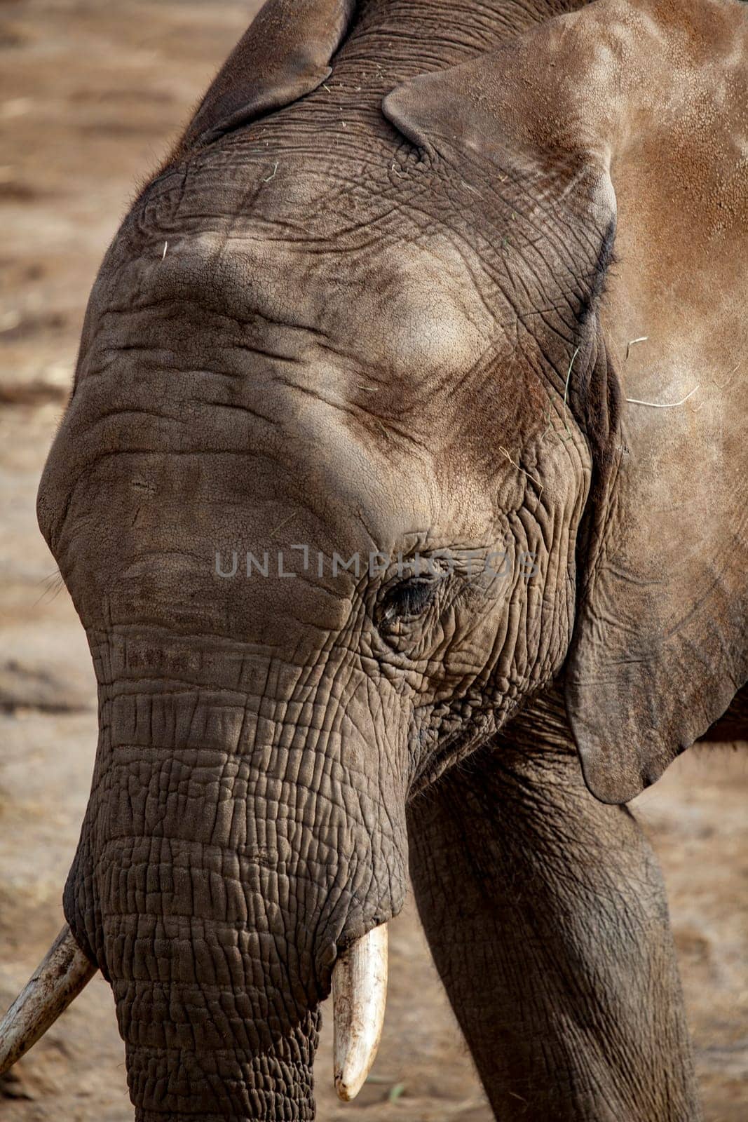Close up of elephant face