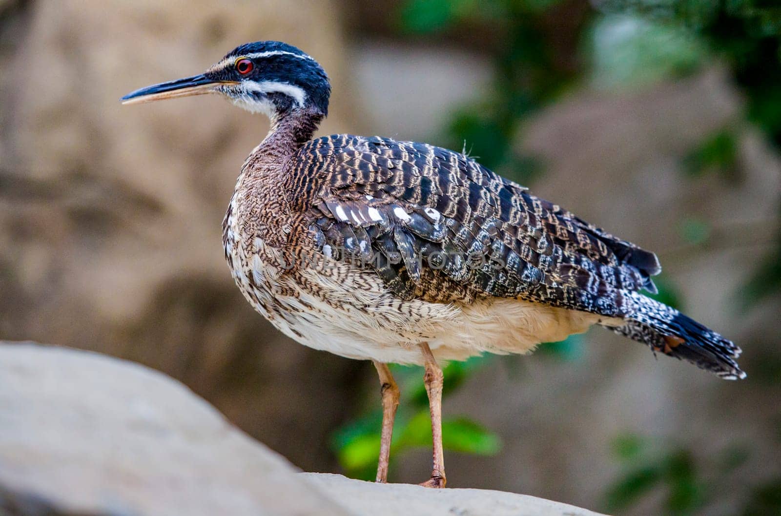Greater Sunbittern stiiling on rock