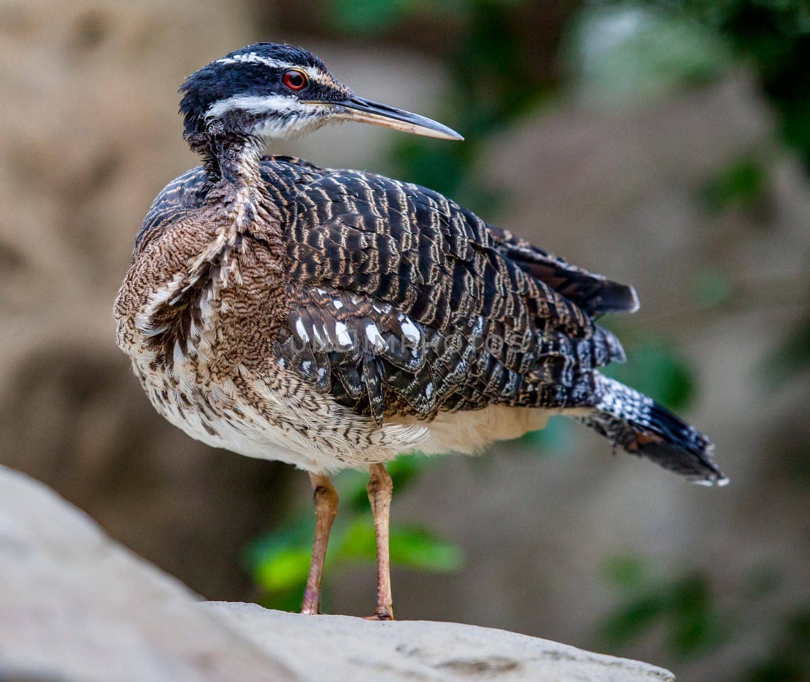 Greater Sunbittern stiiling on rock
