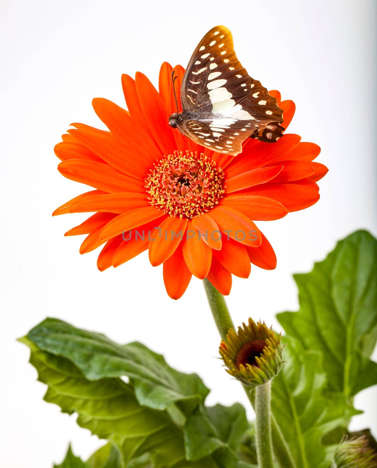 Swallowtail Butterfly About to Land on Gerbera Daisy flower