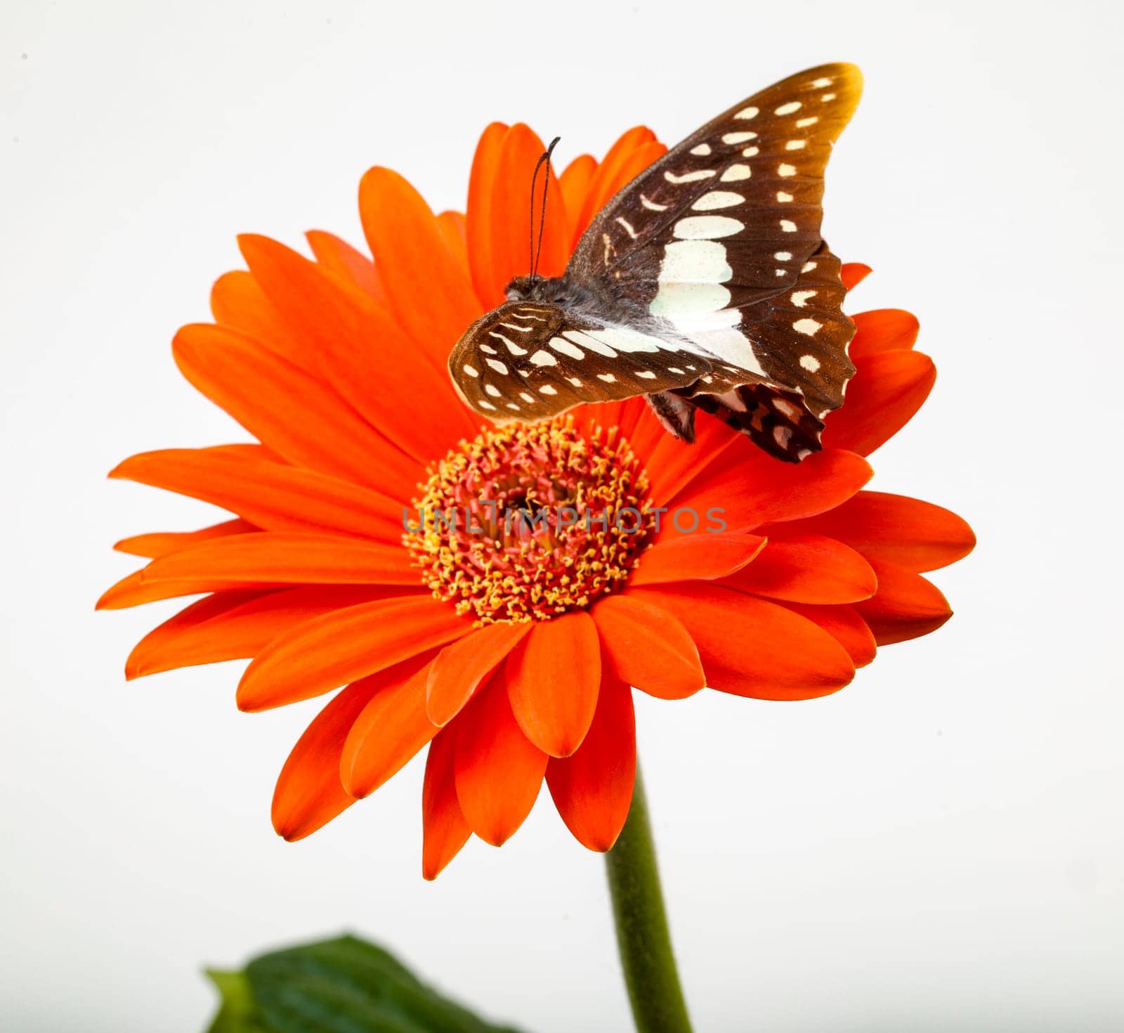 Swallowtail Butterfly About to Land on Gerbera Daisy flower