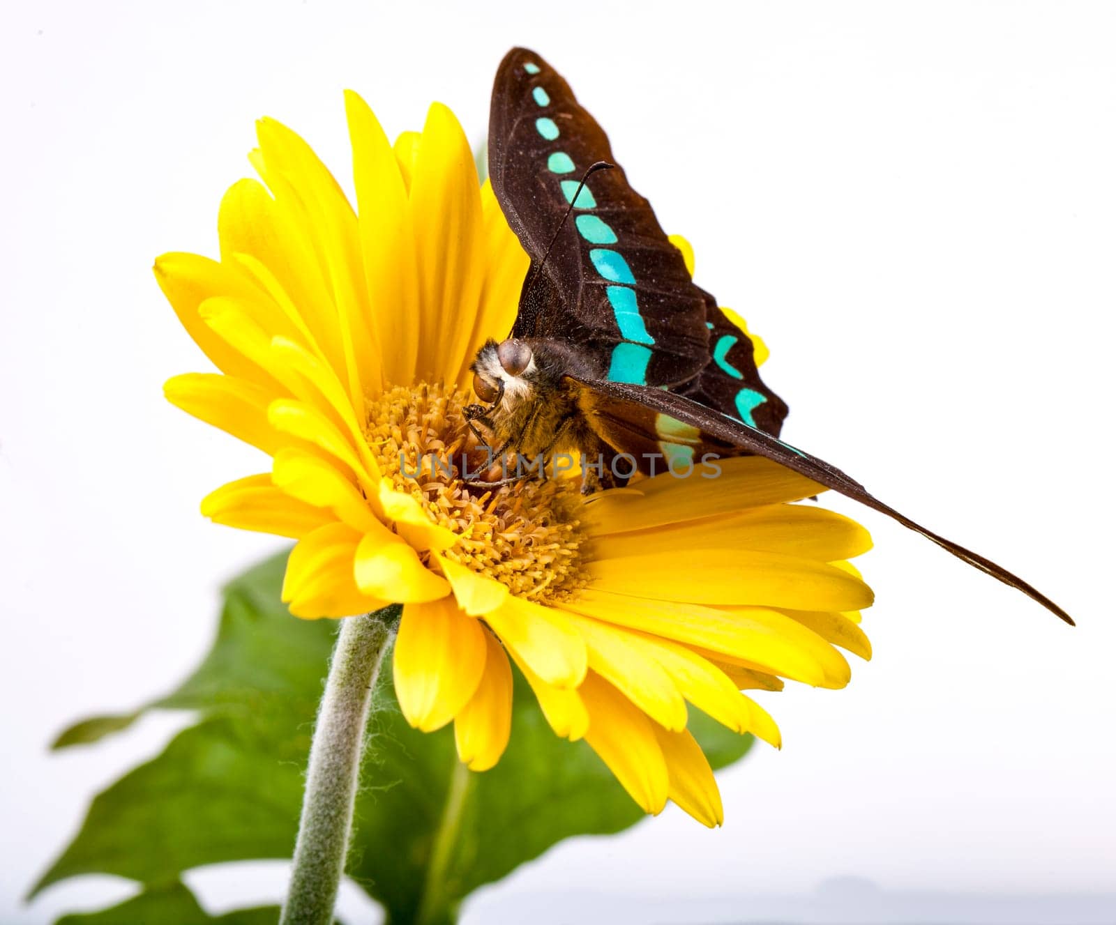 Graphium Milon Swallowtail Butterfly on Yellow Gerbera Daisy