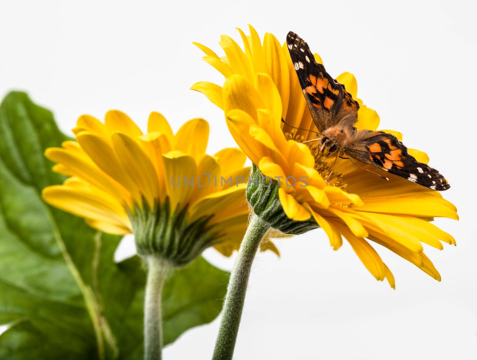 Painted Lady Butterfly on Gerbera Daisy