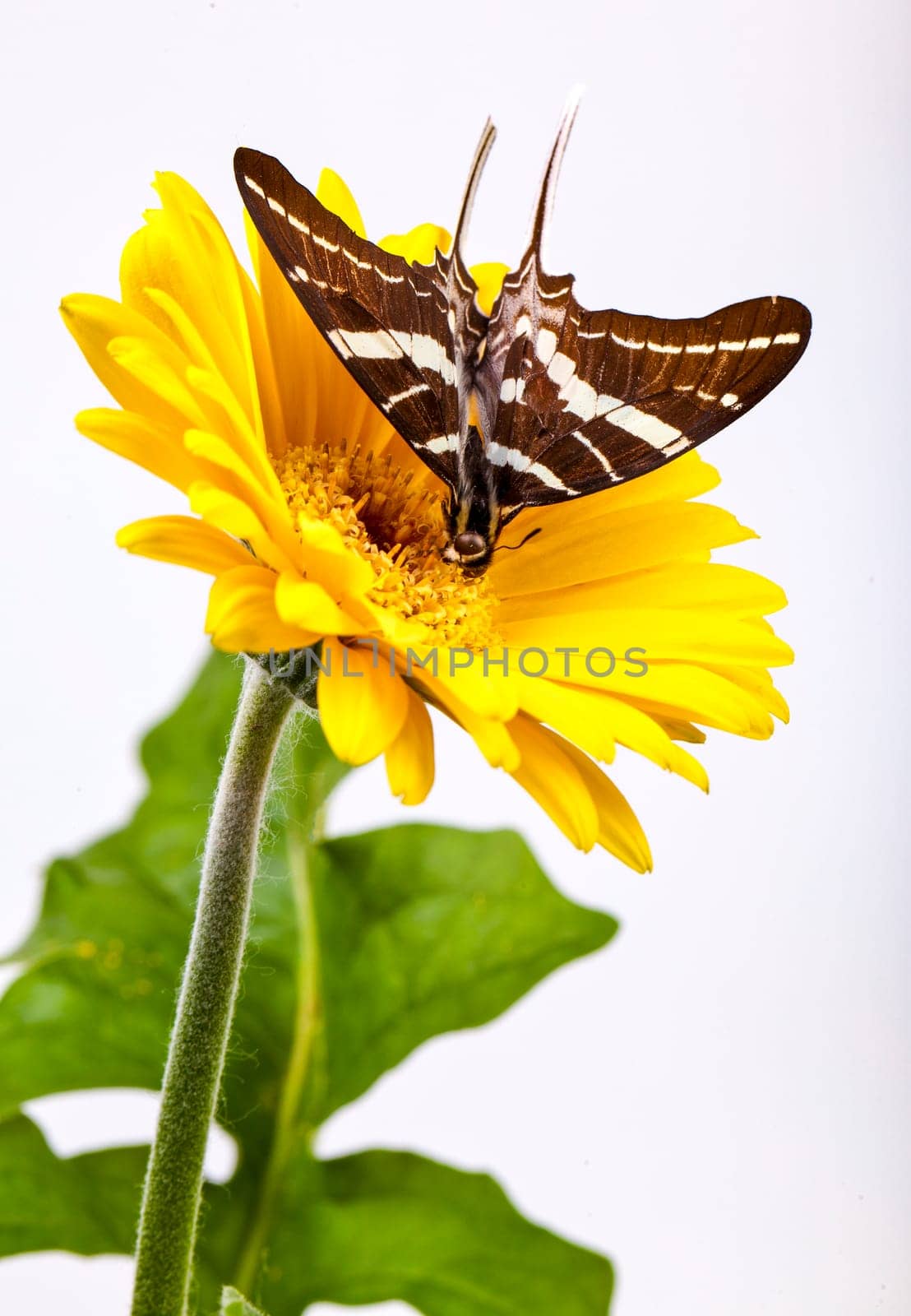 Butterfly on Yellow Gerbera Daisy with white background