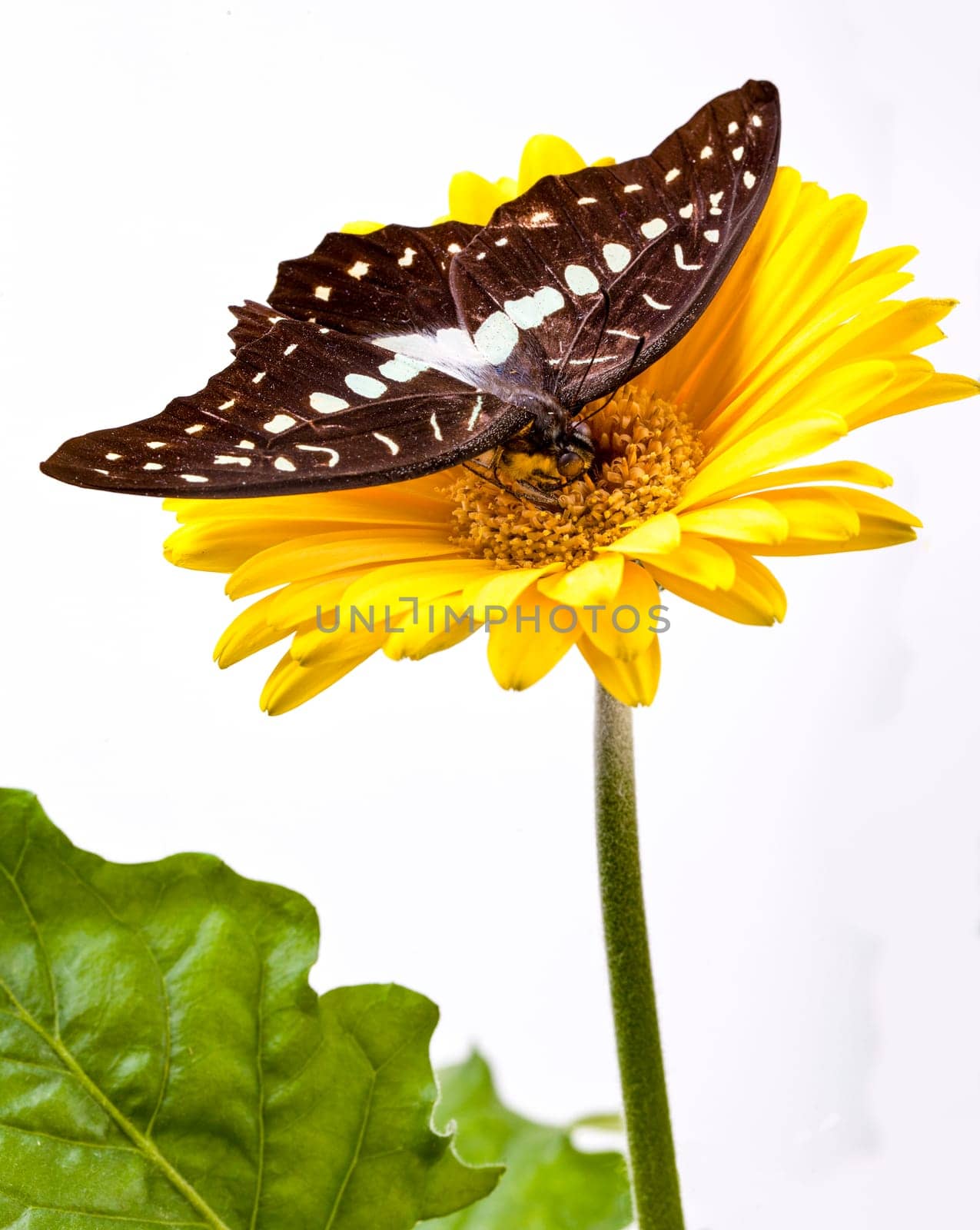 Great Jay  or Pale Grren Triangle  Butterfly on Gerbera Daisy