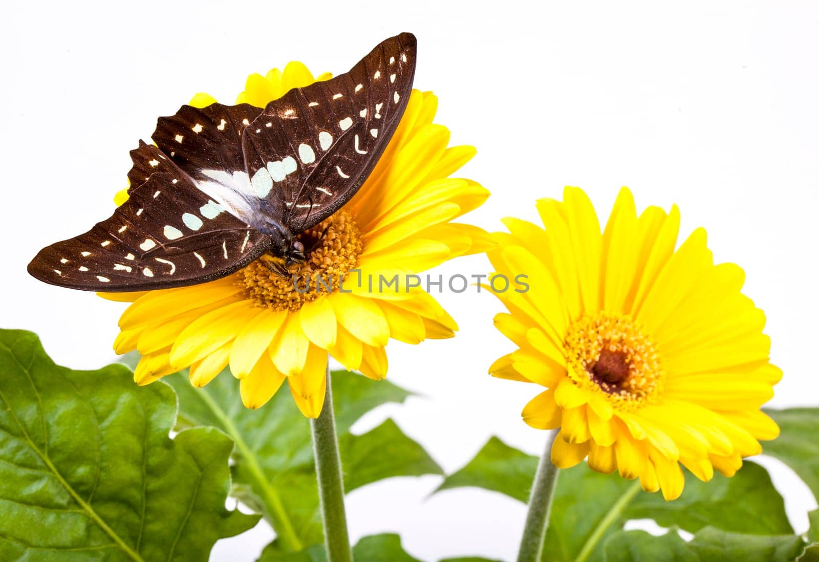 Great Jay  or Pale Grren Triangle  Butterfly on Gerbera Daisy