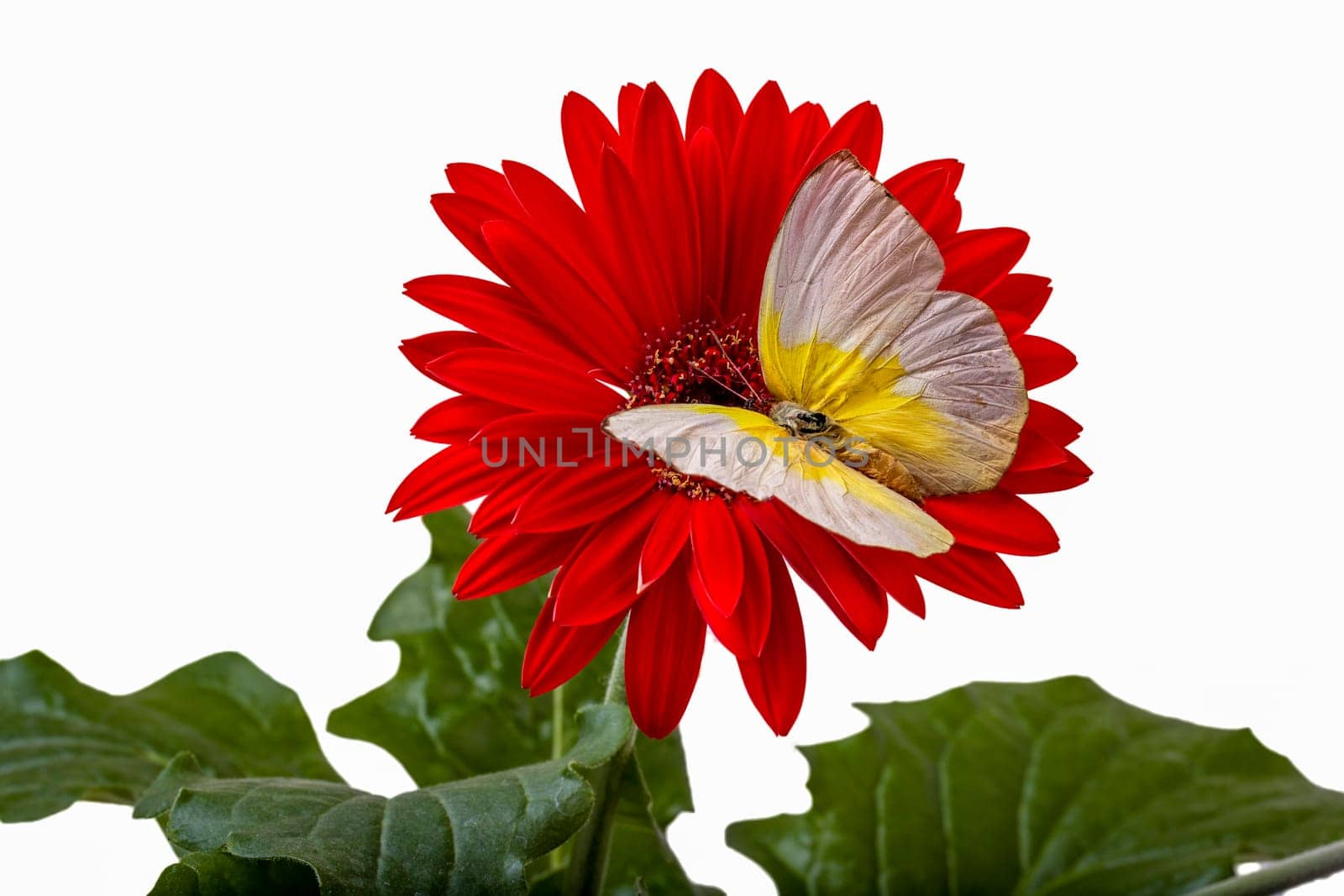 Lemon Immigran Butterfly on Red Gerbera Daisy
