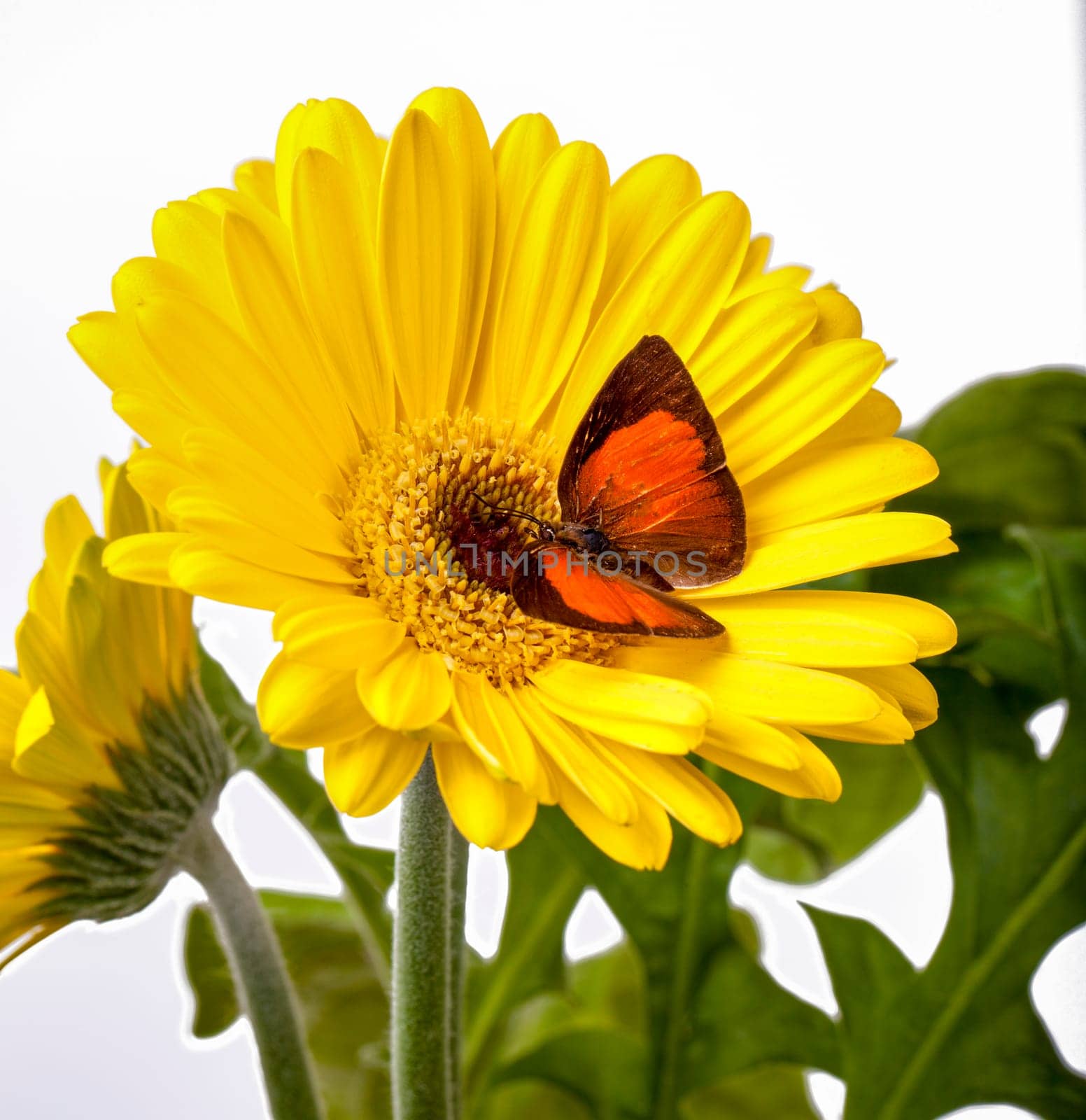 Sunbin Butterfly on a Yellow Gerbera Daisy