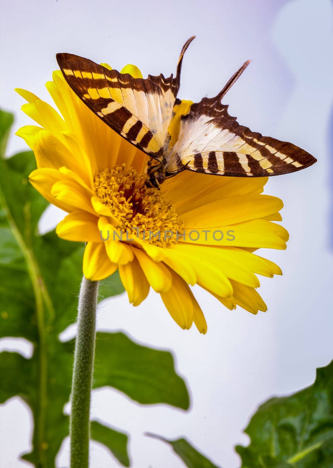 Graphium euphrates butterfly on yellow Gerbera daisy