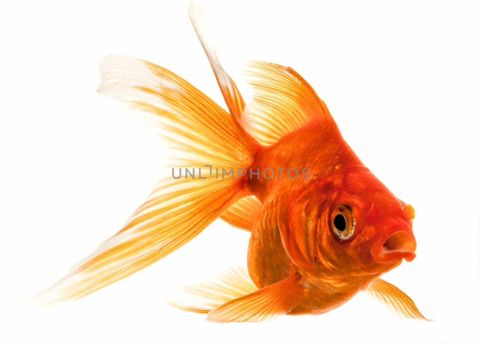 Isolated Approaching Goldfish swimming towards camera, close-up on white