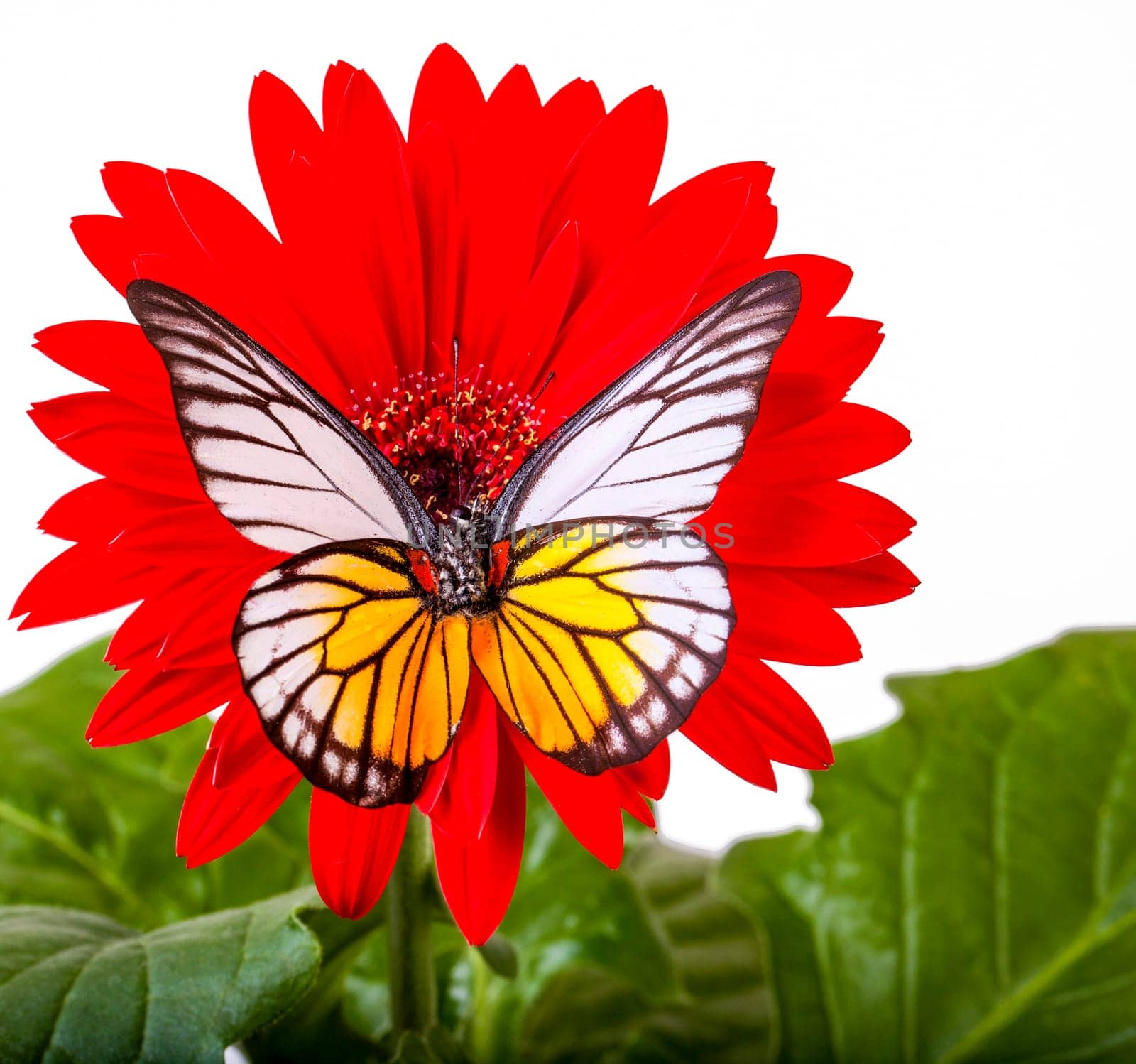 Redspot Sawtooth Butterfly on Red Gerbera Daisy
