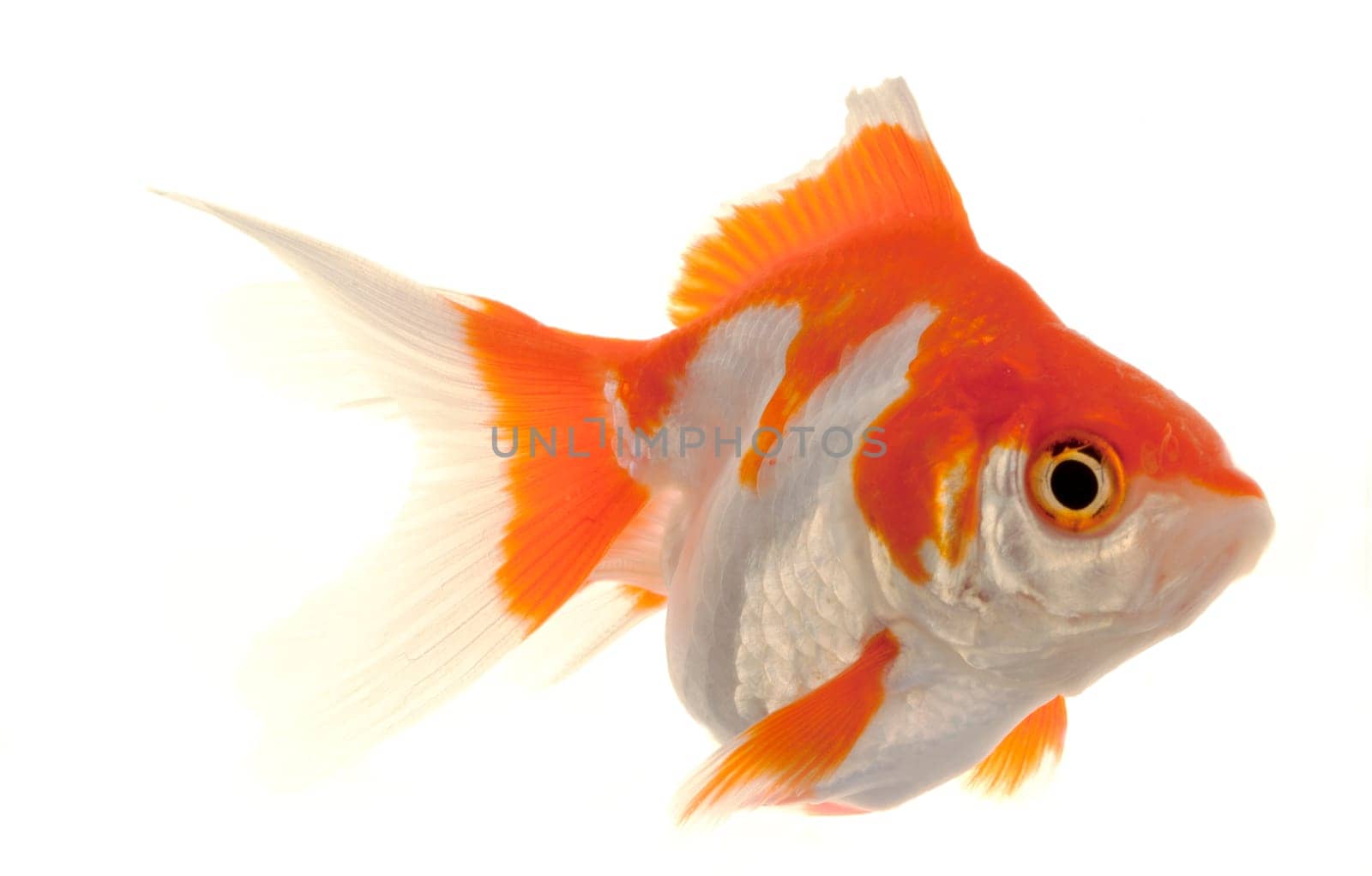 Isolated Approaching Goldfish swimming towards camera, close-up on white