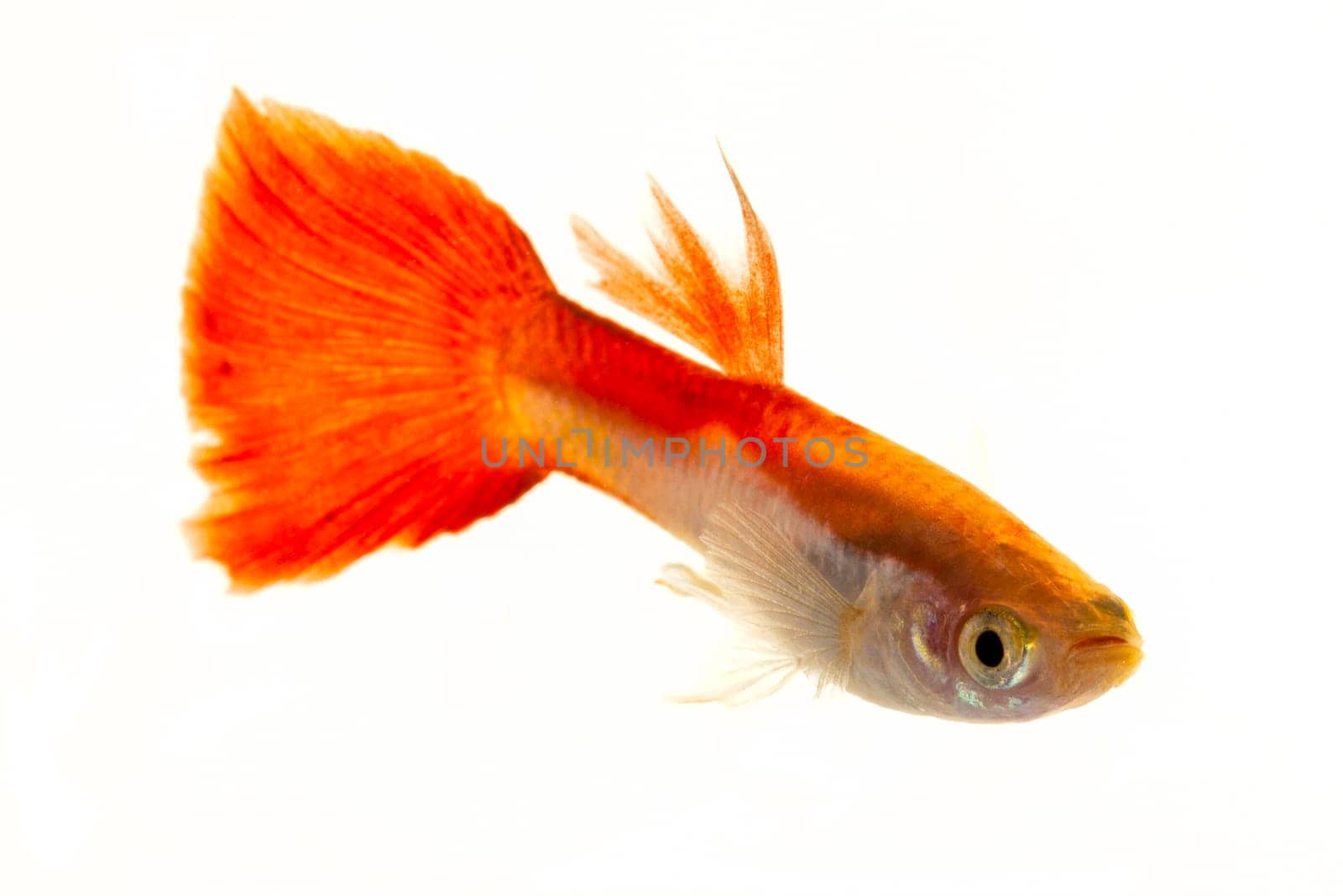 Colourful Guppy Fish with orange tail is a popular freshwater aquarium fish, isolated on white