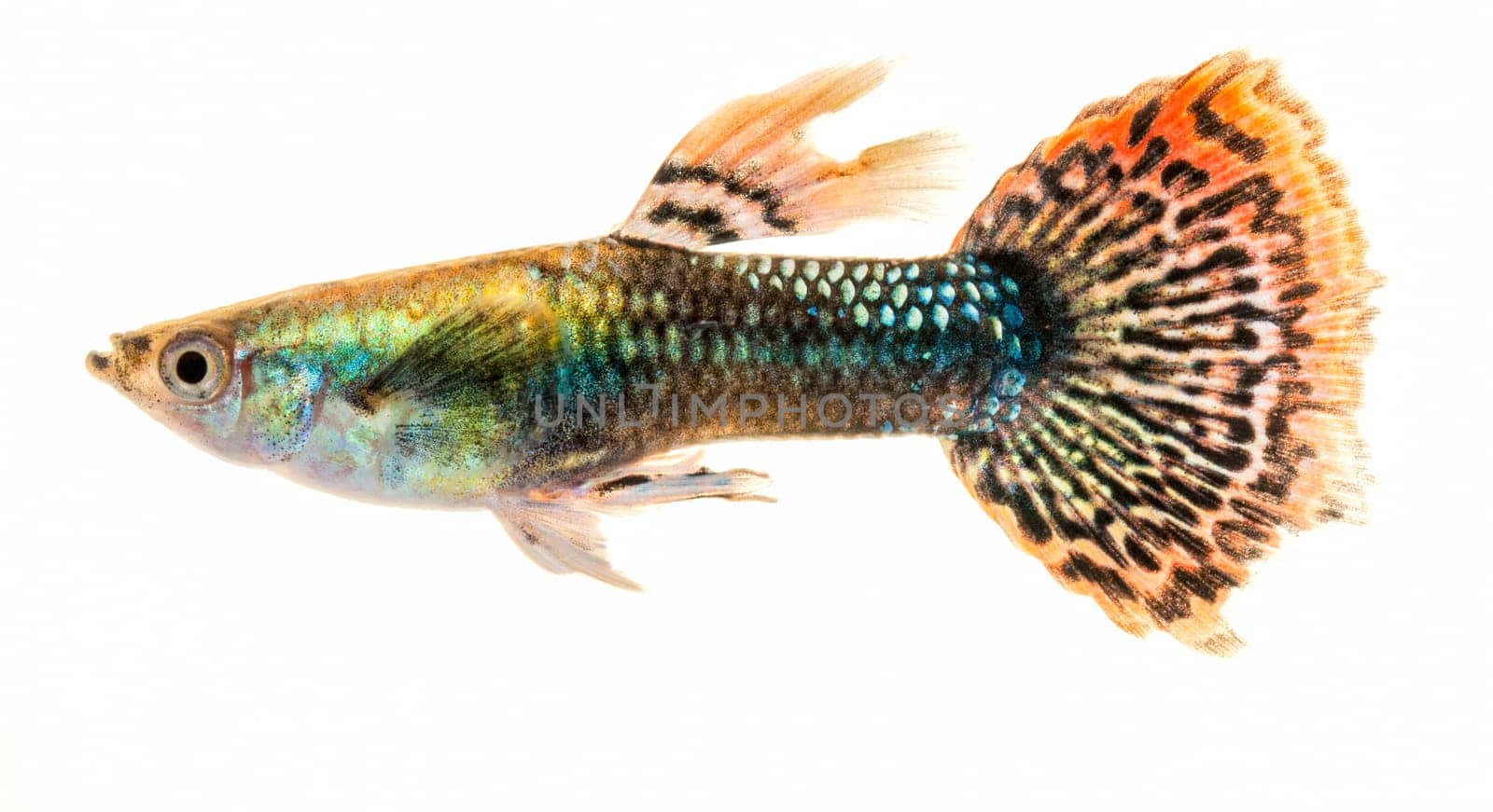 Colourful Guppy Fish with orange patterned tail is a popular freshwater aquarium fish, isolated on white