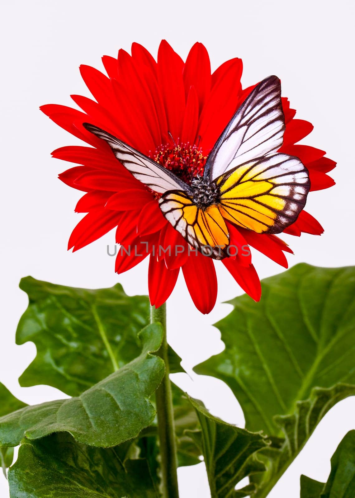 Redspot Sawtooth Butterfly on Red Gerbera Daisy