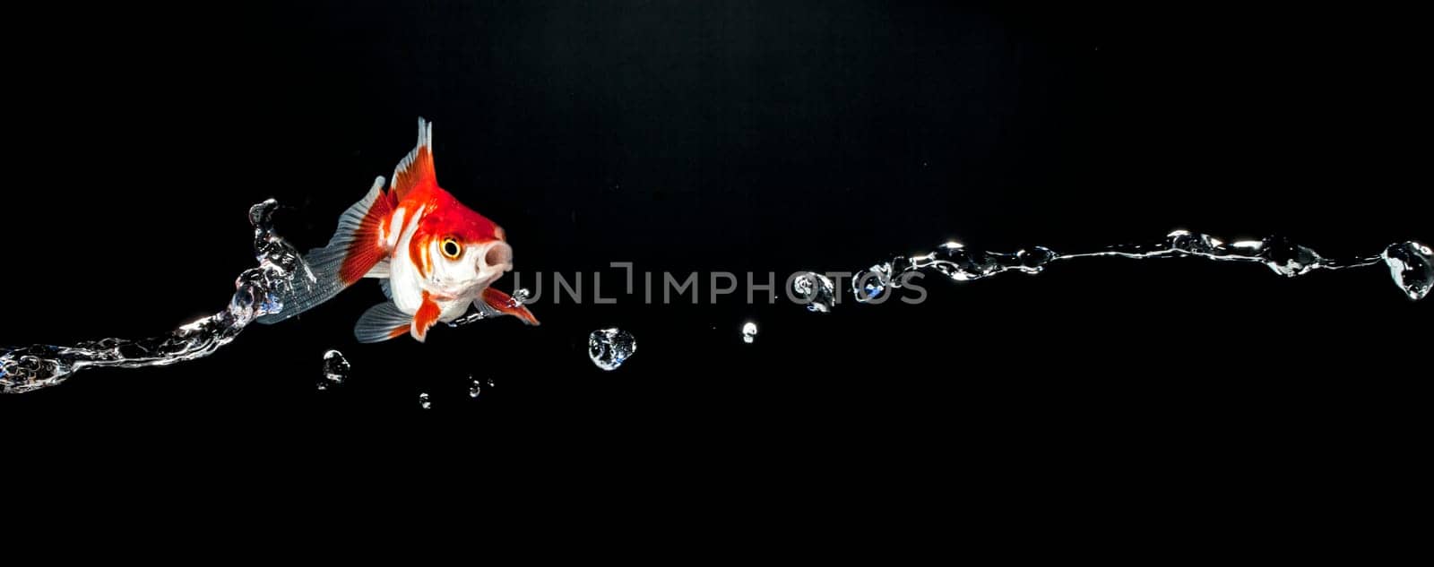 A tossed goldfish appears to be flying through the air accompanied by a stream of water and bubbles on a dark background.
