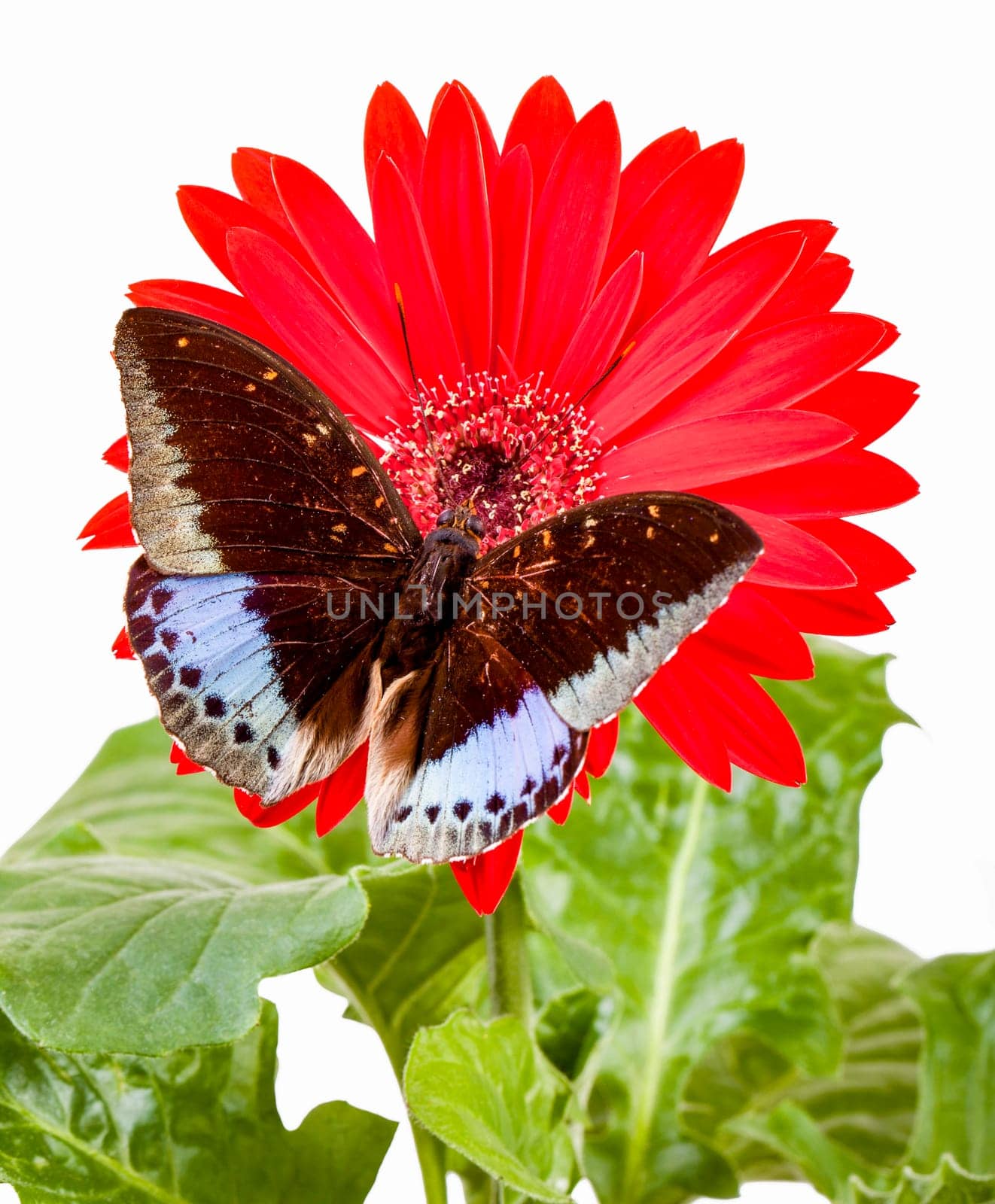 Archduke Butterfly  Lexias Pardalis  on Red Gerbera Daisy