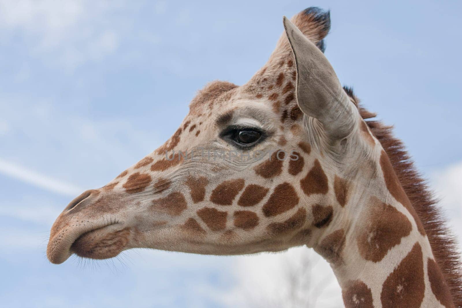 Close-up of giraffe face against blue sky and clouds