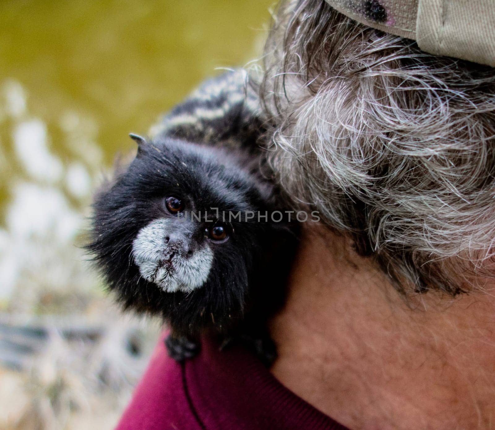 Pocket monkey climbs onto man s shoulder in Ecuador