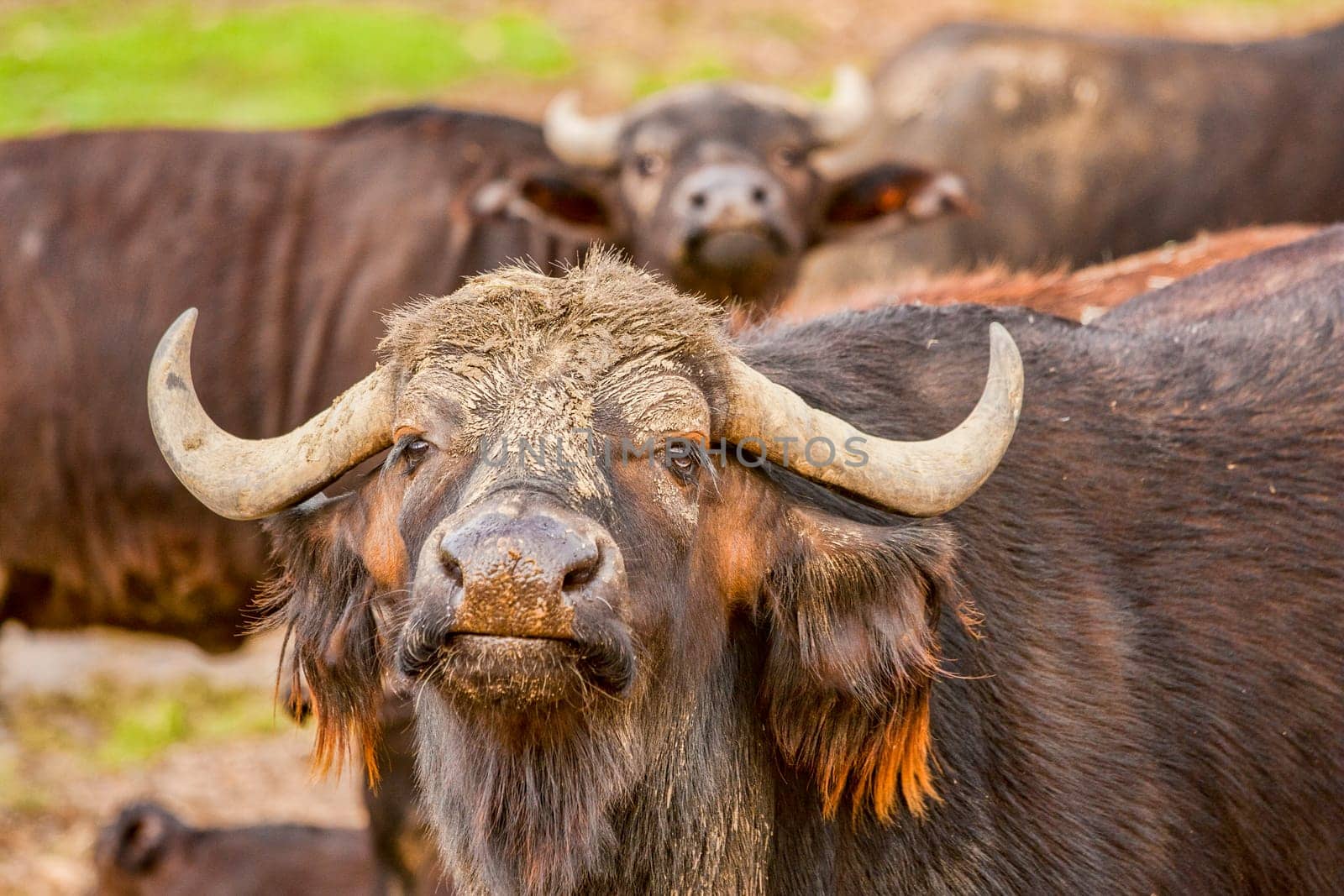 Water Buffalo in herd is facing camera