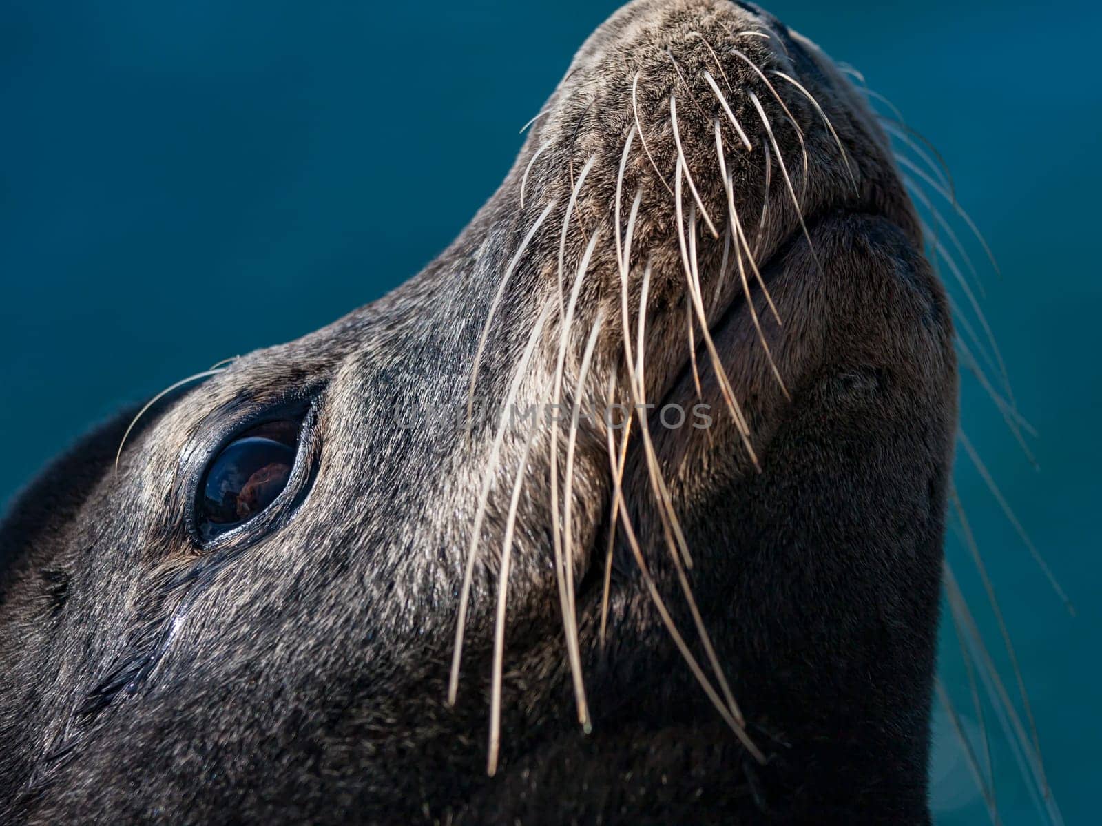 Close-up on Face of California Sea Lion