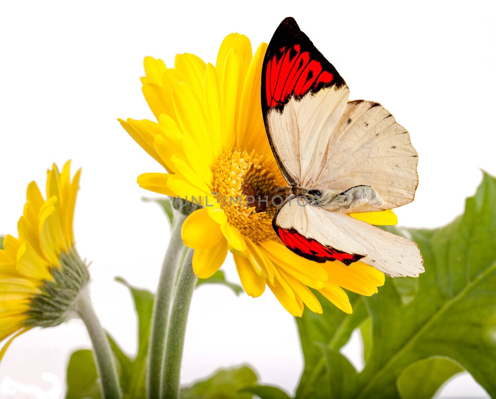 Great Orange Tip Butterfly on a Yellow Daisy