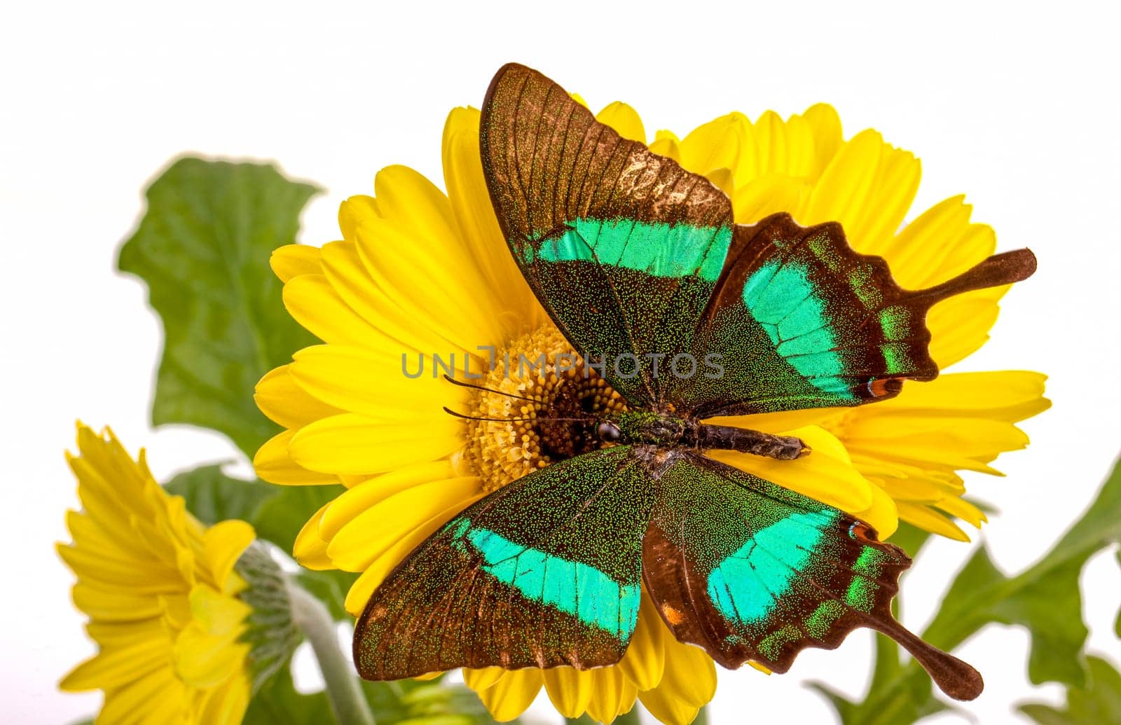 Emerald Swallowtail Butterfly on a Yellow Daisy