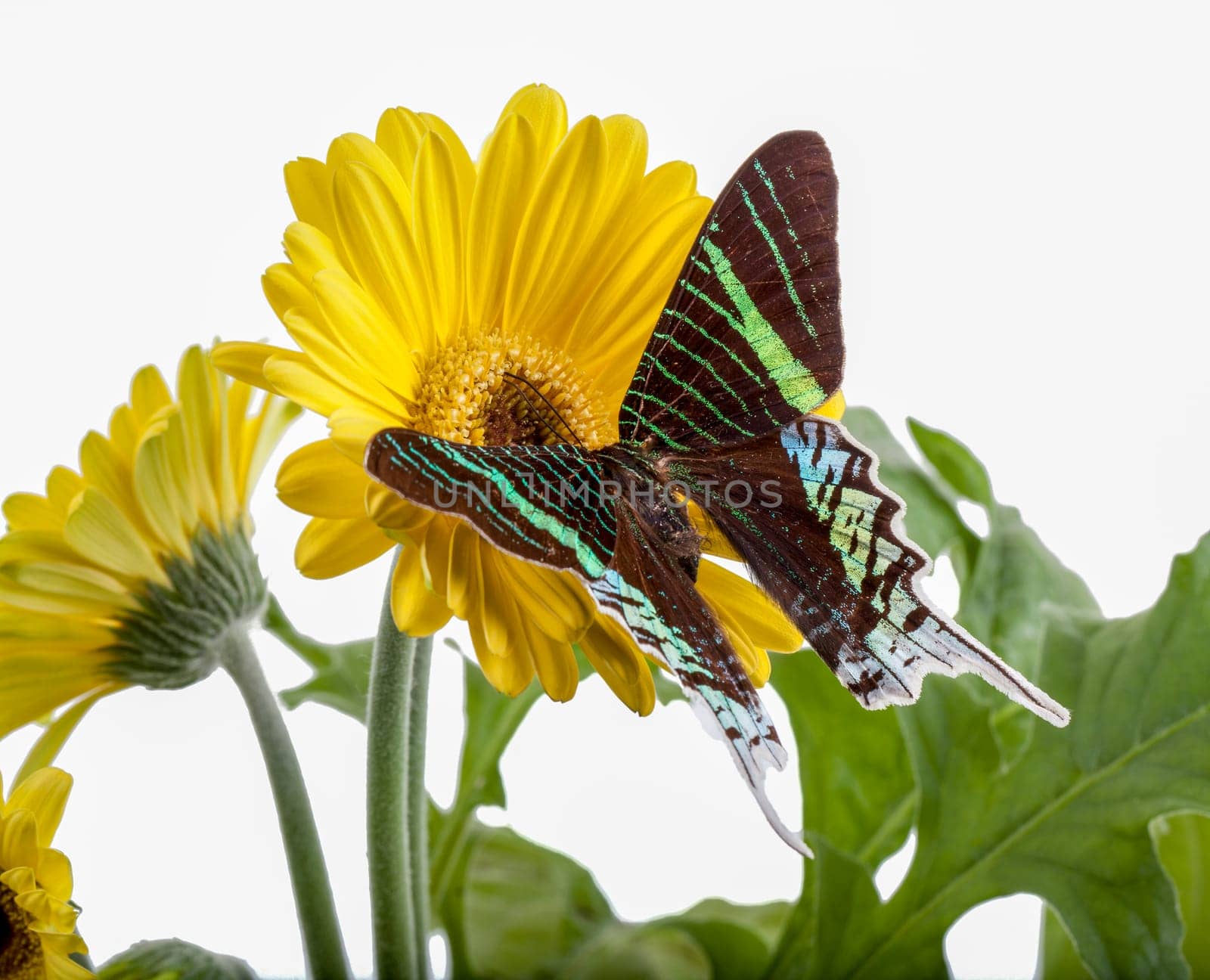 Sunset Moth on a Yellow Daisy