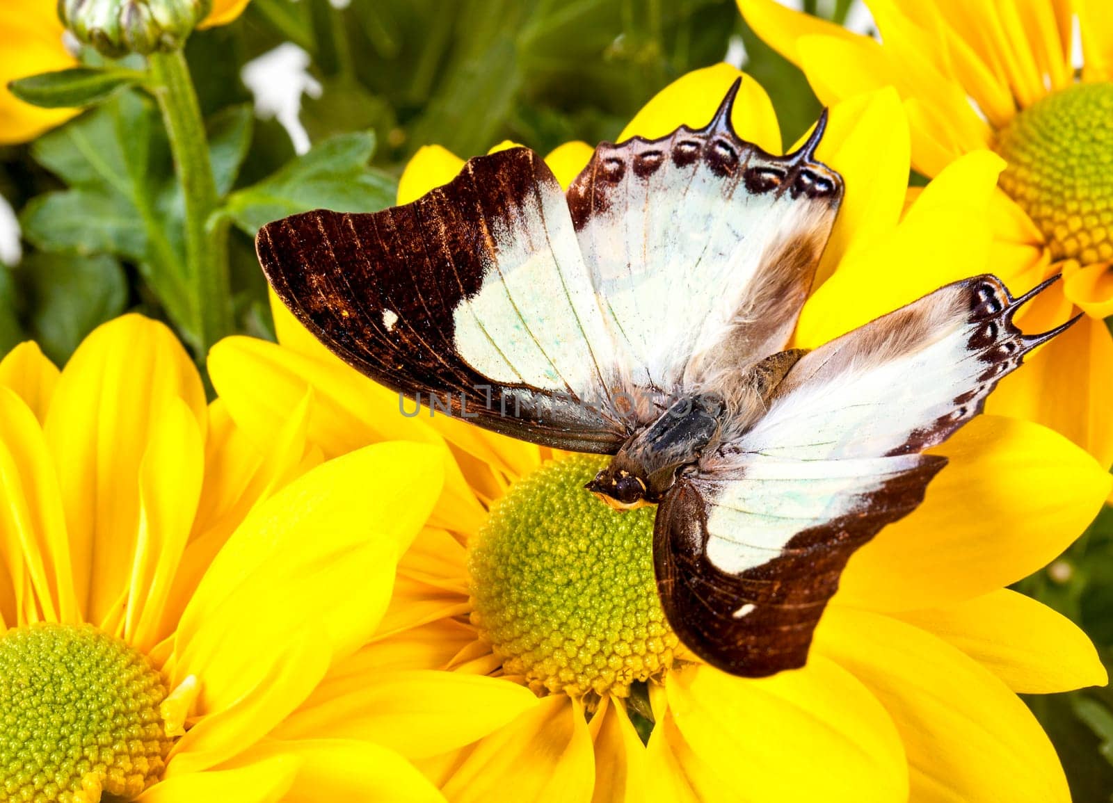 Plain Nawab Butterfly on a Yellow Chrysanthemum