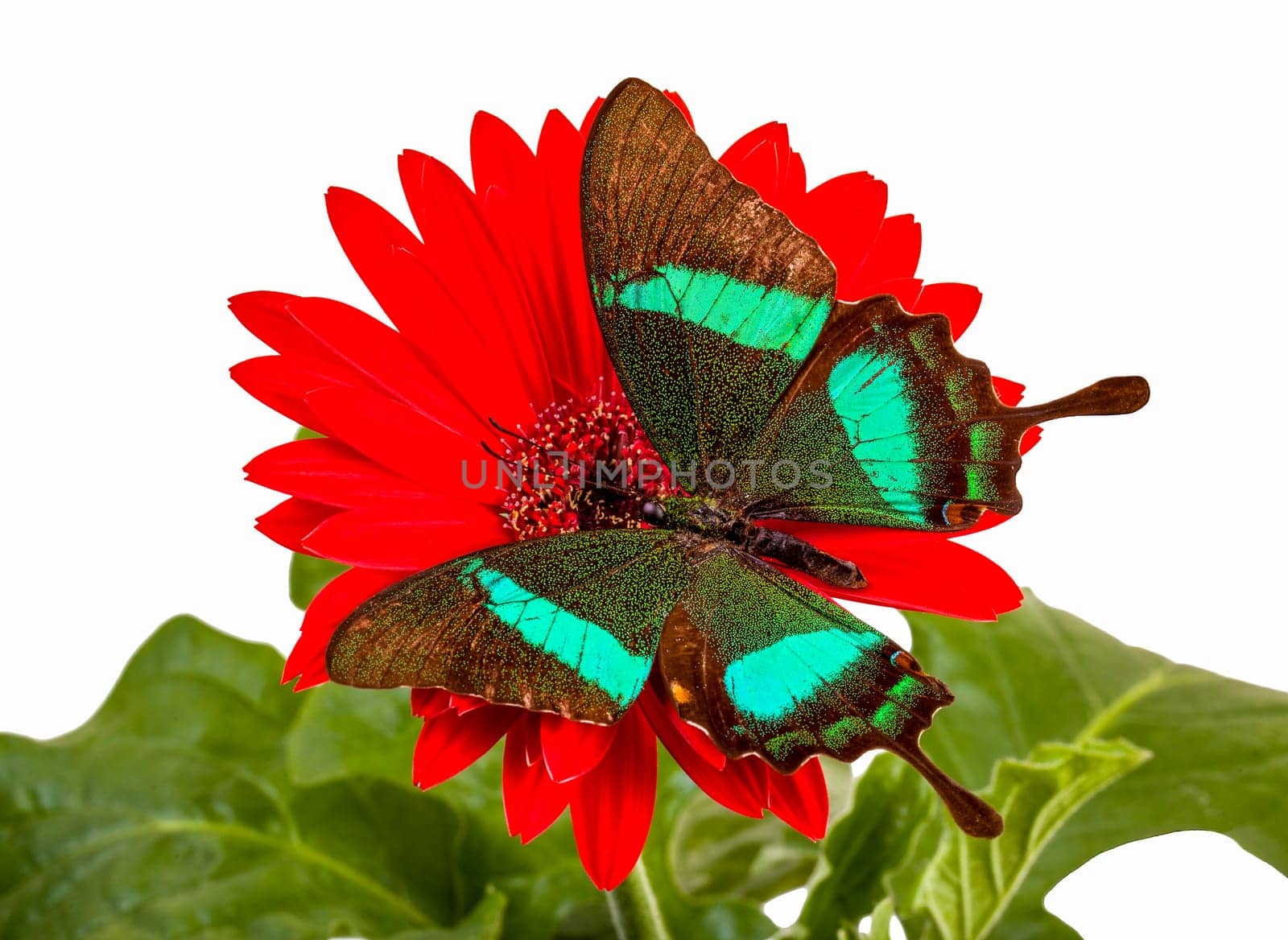 Emerald Swallowtail Butterfly on a Red Daisy