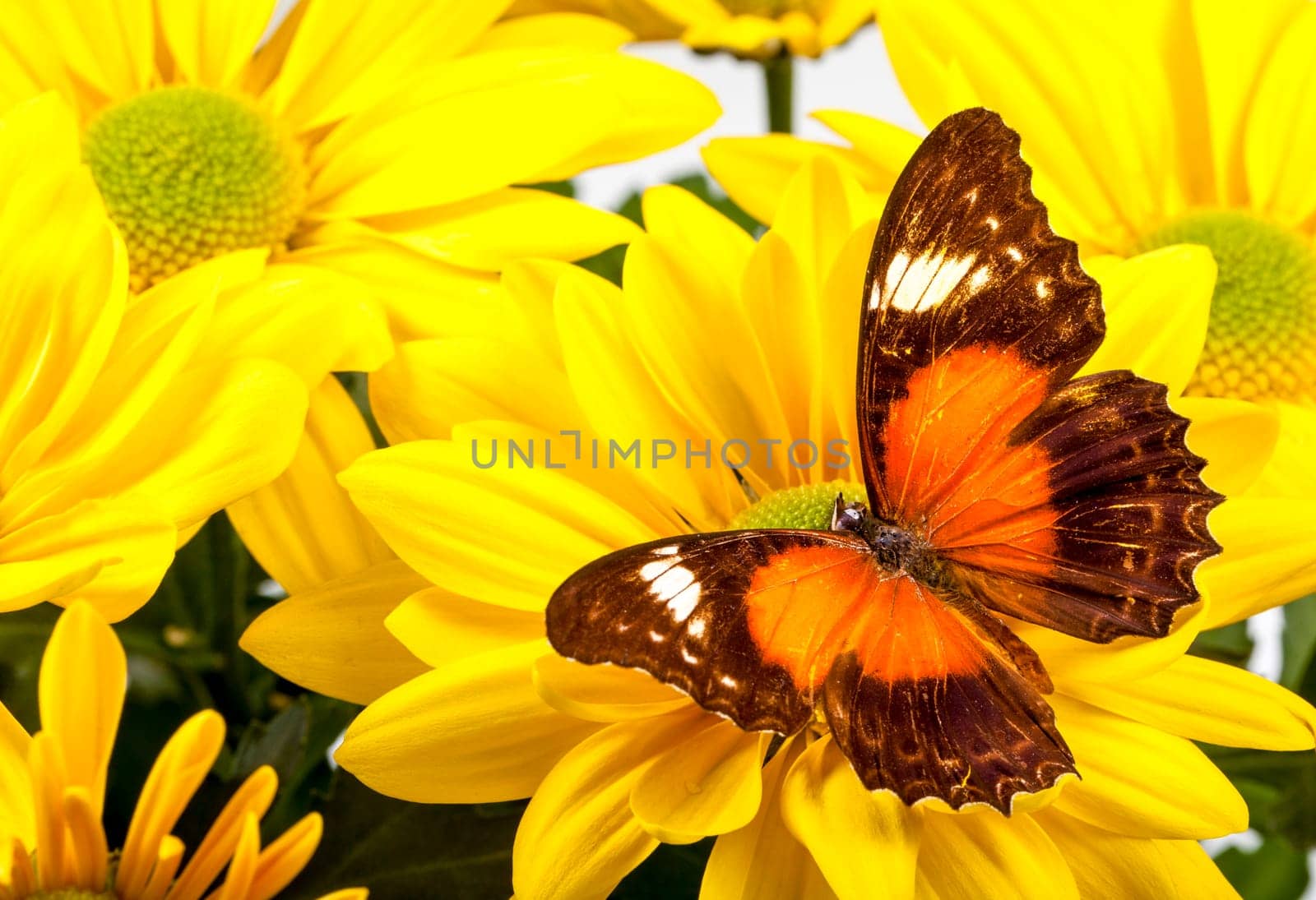 Red Lacewing Butterfly on a Yellow Chrysanthemum