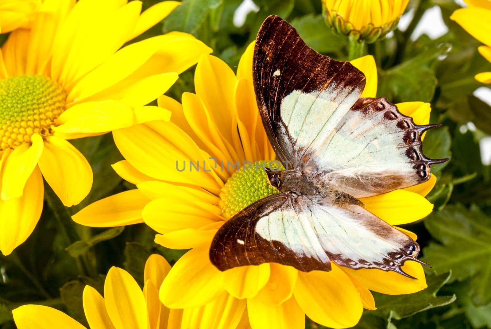 Plain Nawab Butterfly on a Yellow Chrysanthemum
